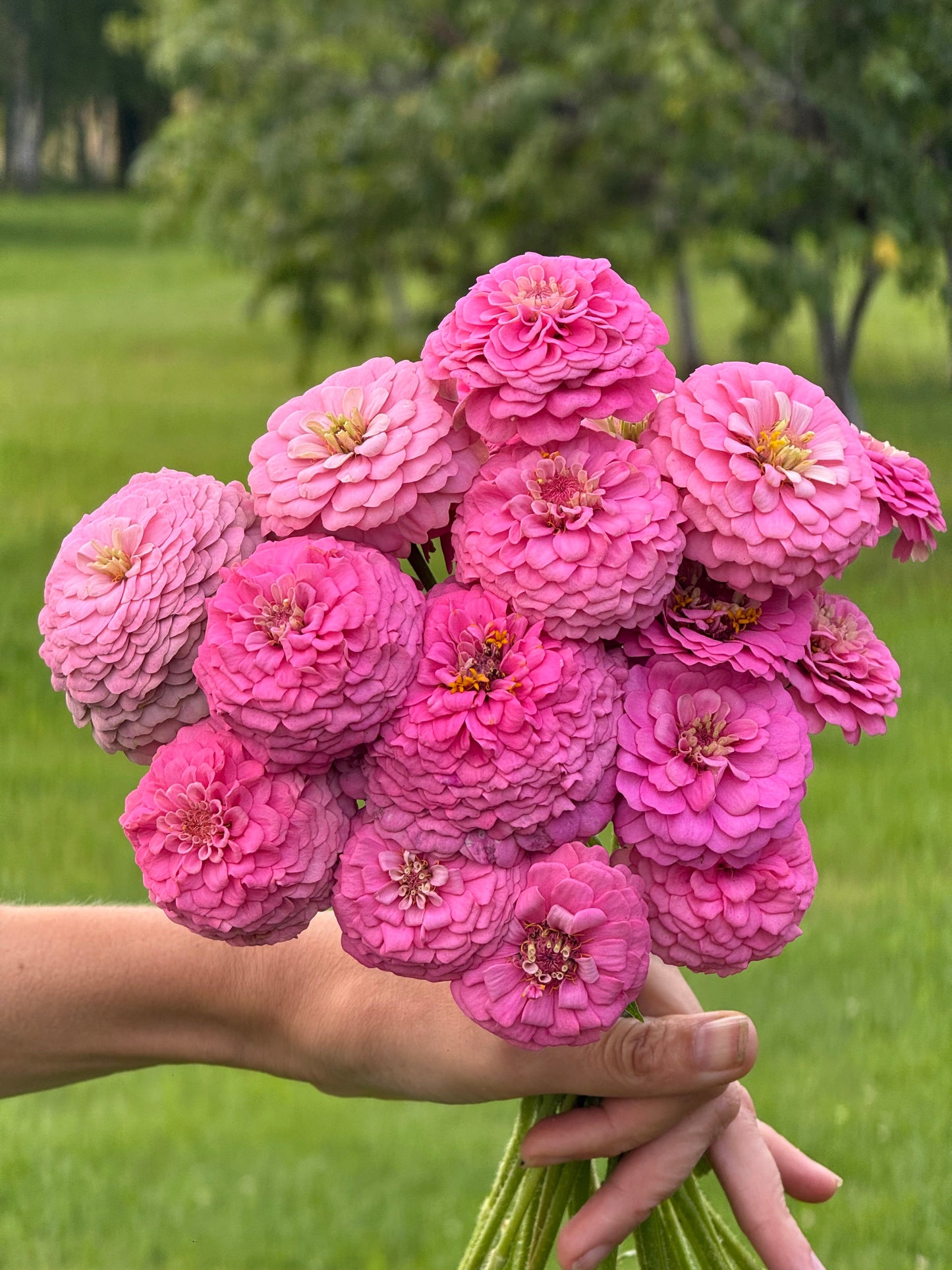 Zinnia elegans OKLAHOMA Pink | Cut Flower Zinnia therapyofflowers.com