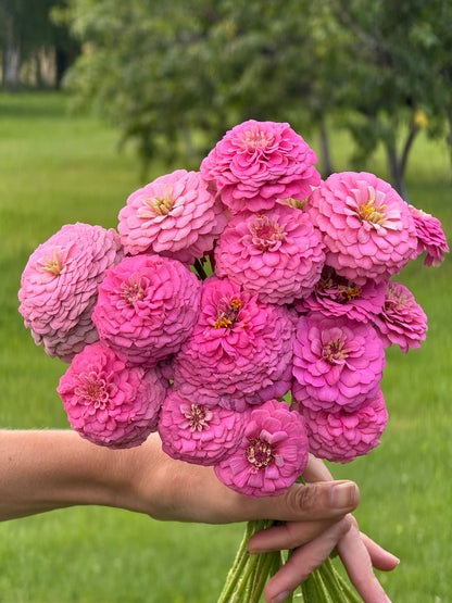 Zinnia elegans OKLAHOMA Pink | Cut Flower Zinnia therapyofflowers.com