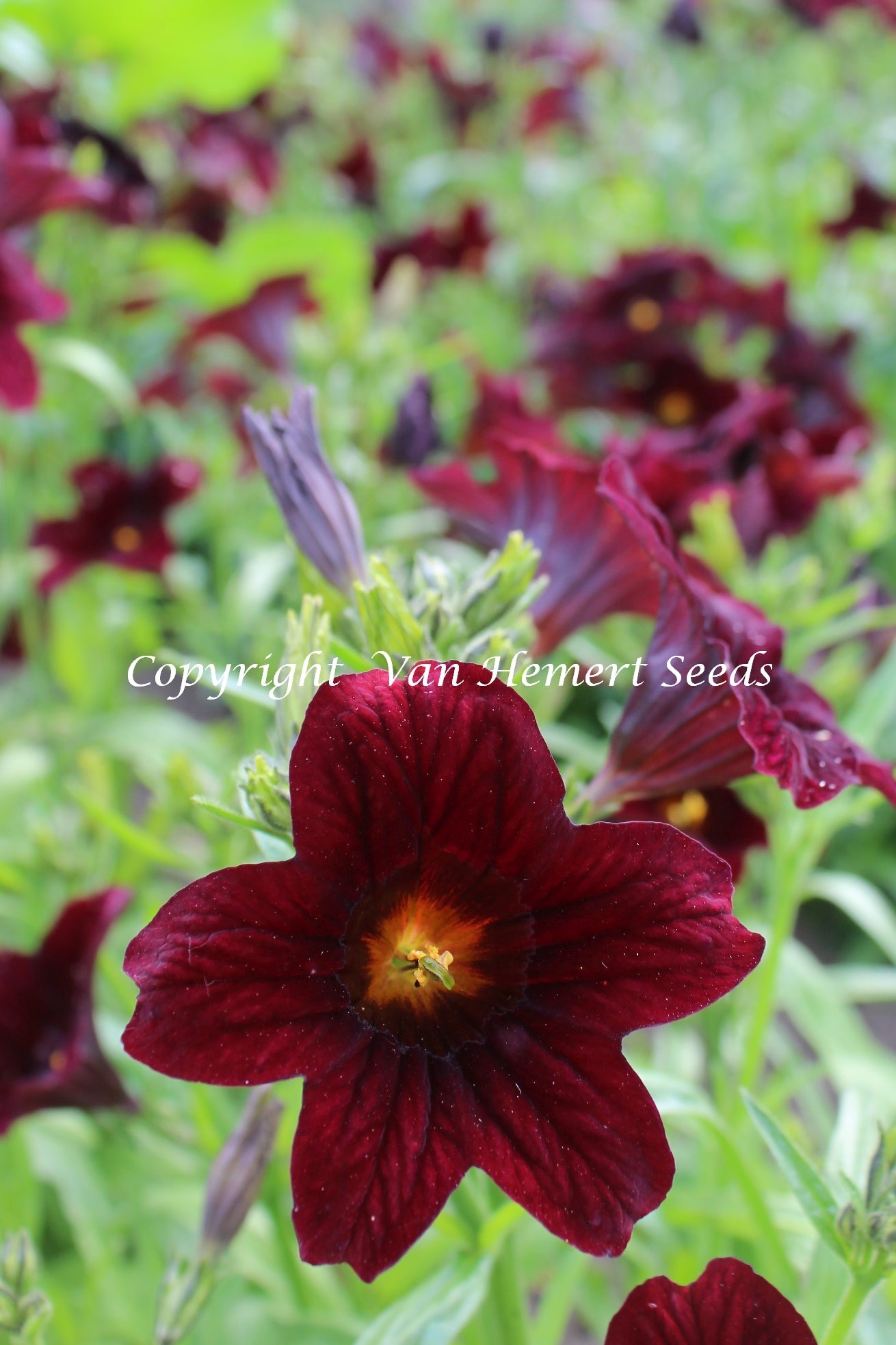 Salpiglossis sinuata Black Trumpets | Velvet Trumpet Flower therapyofflowers.com