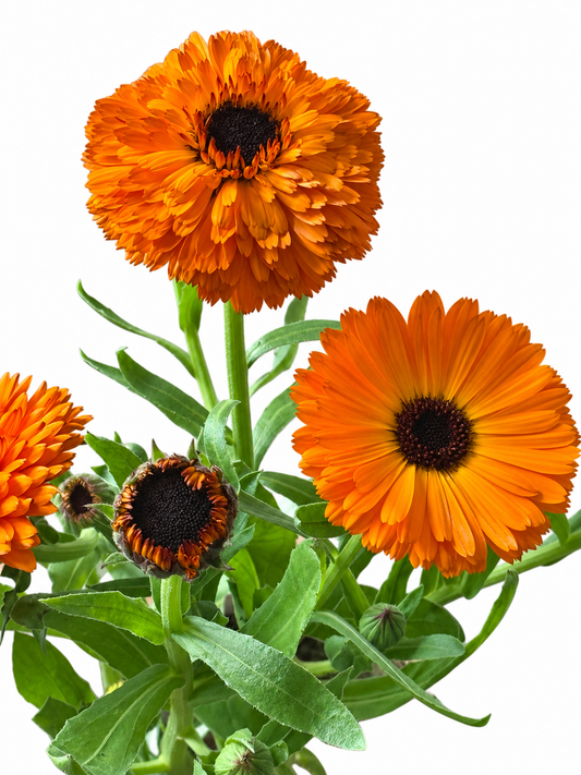 Calendula officinalis Neon | Pot Marigold
