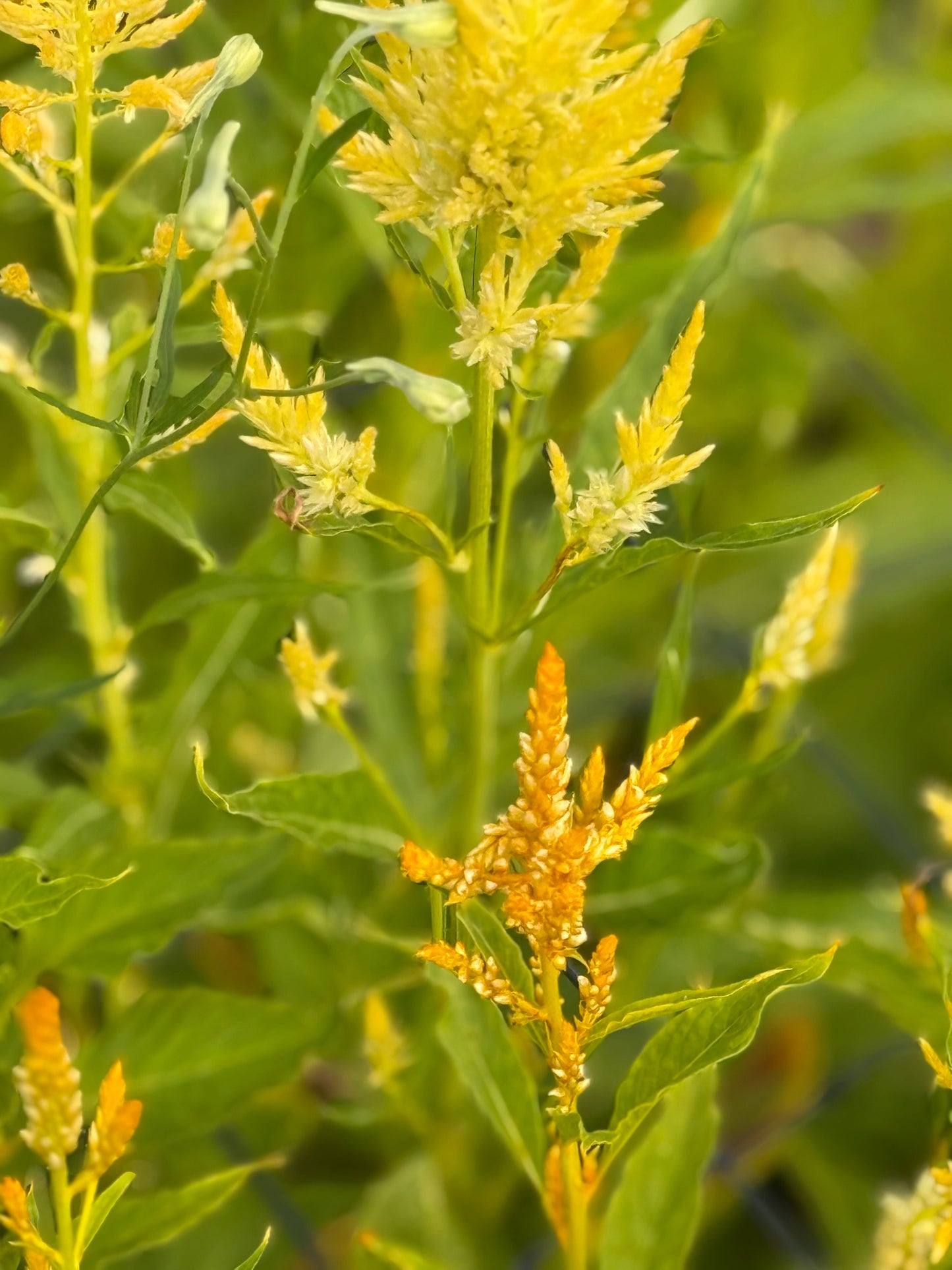 Celosia argentea var. plumosa Golden Plume | Feather Celosia | Tall therapyofflowers.com