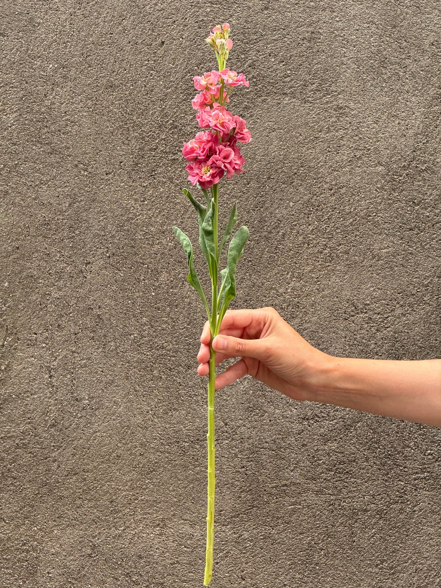 Matthiola incana StoX® Antique Rose | Stock therapyofflowers.com
