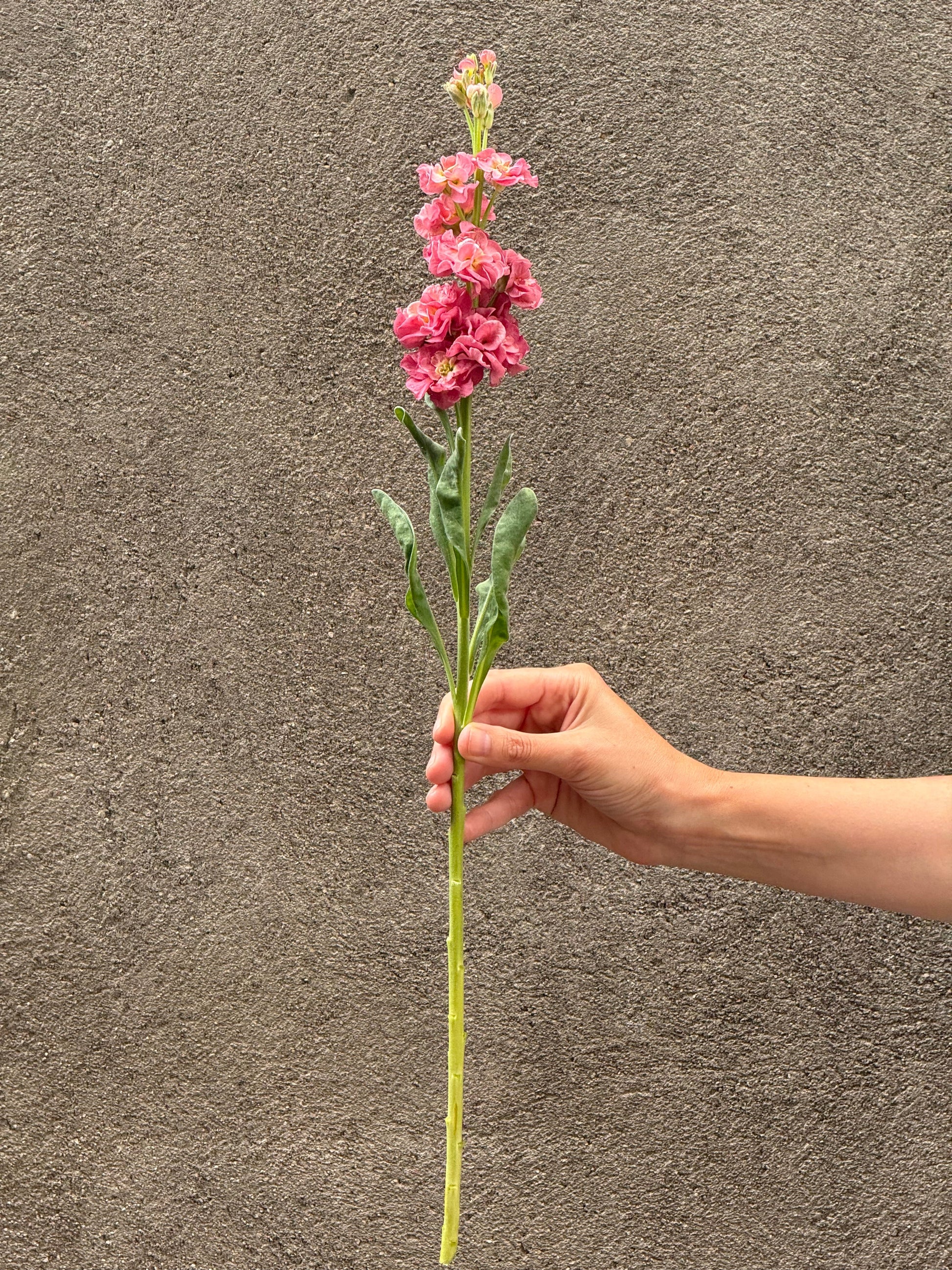 Matthiola incana StoX® Antique Rose | Stock therapyofflowers.com