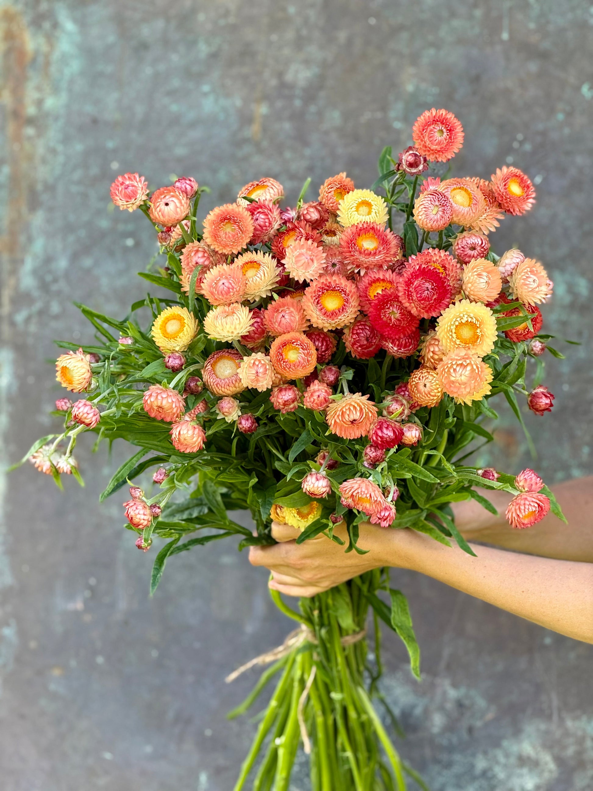Helichrysum bracteatum Salmon | Strawflower therapyofflowers.com