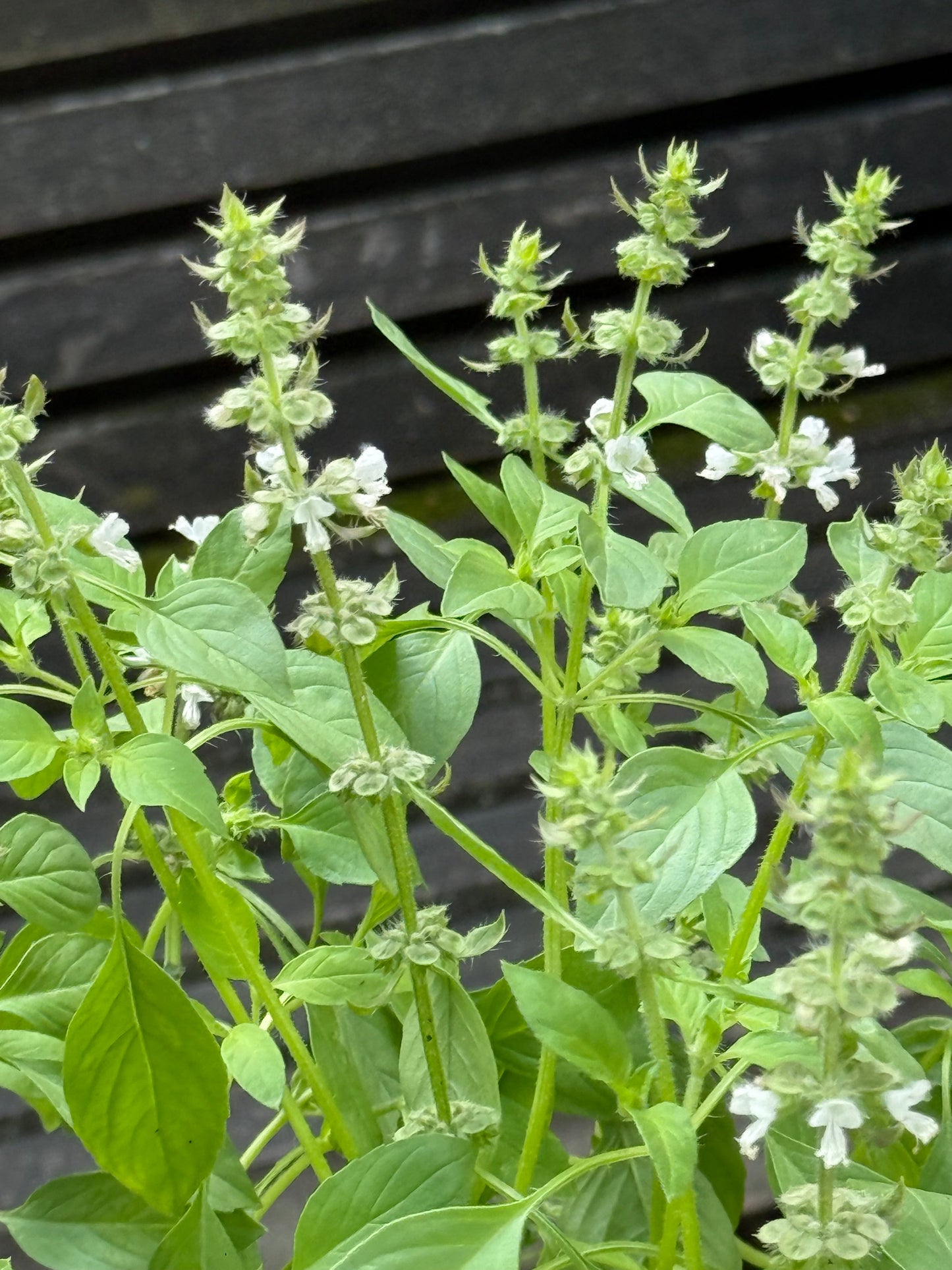 Lemon basil | Ocimum canum | Wild Basil therapyofflowers.com