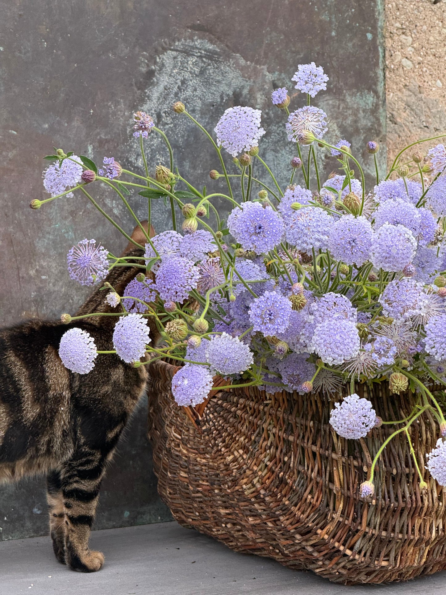Trachymene coerulea Lavender Blue | Lace Flower | Didiscus therapyofflowers.com