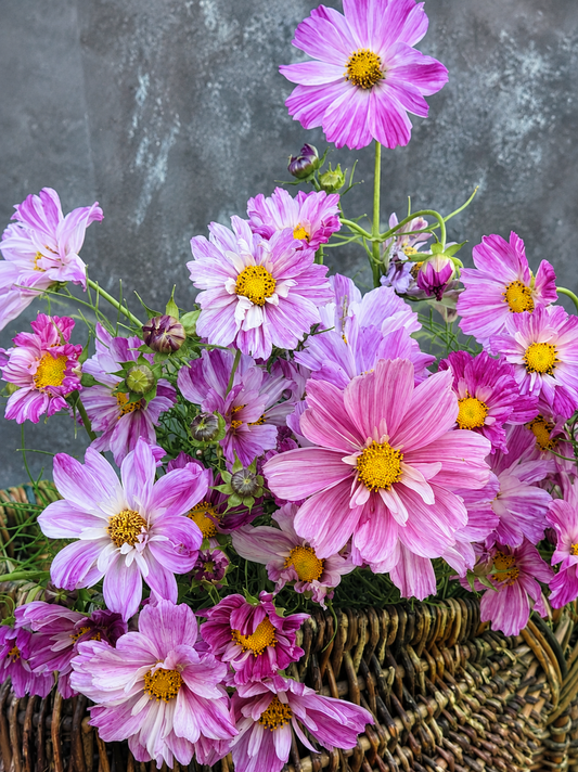 Cosmos bipinnatus Rosetta | For Arranging and Wedding work therapyofflowers.com