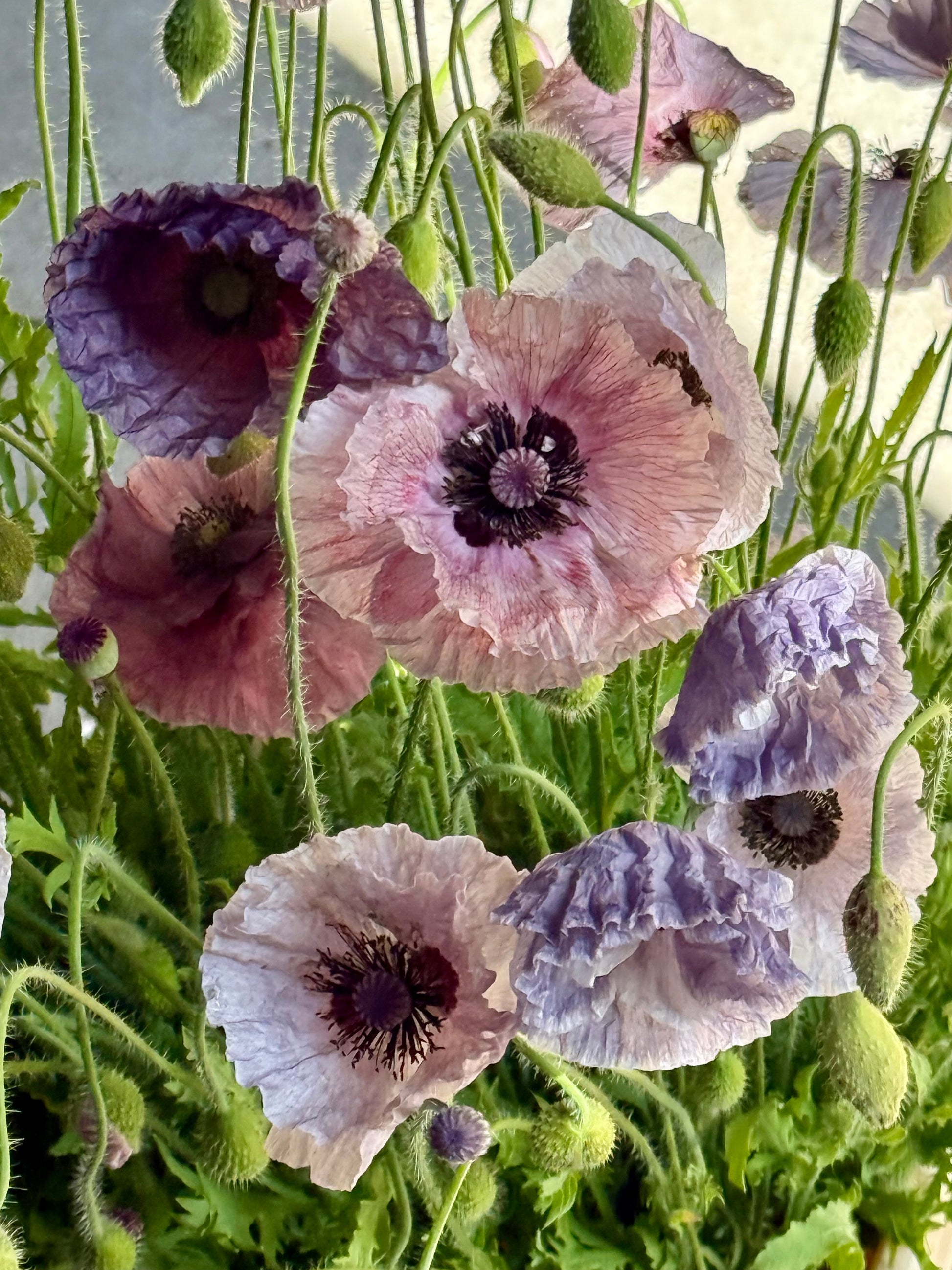 Papaver rhoeas Amazing Grey | Corn Poppy therapyofflowers.com