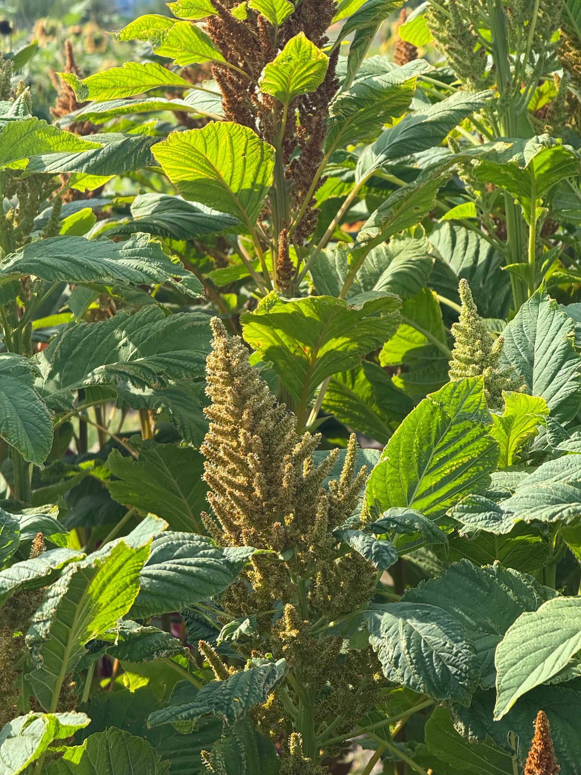 Amaranthus cruentus Autumn's touch therapyofflowers.com