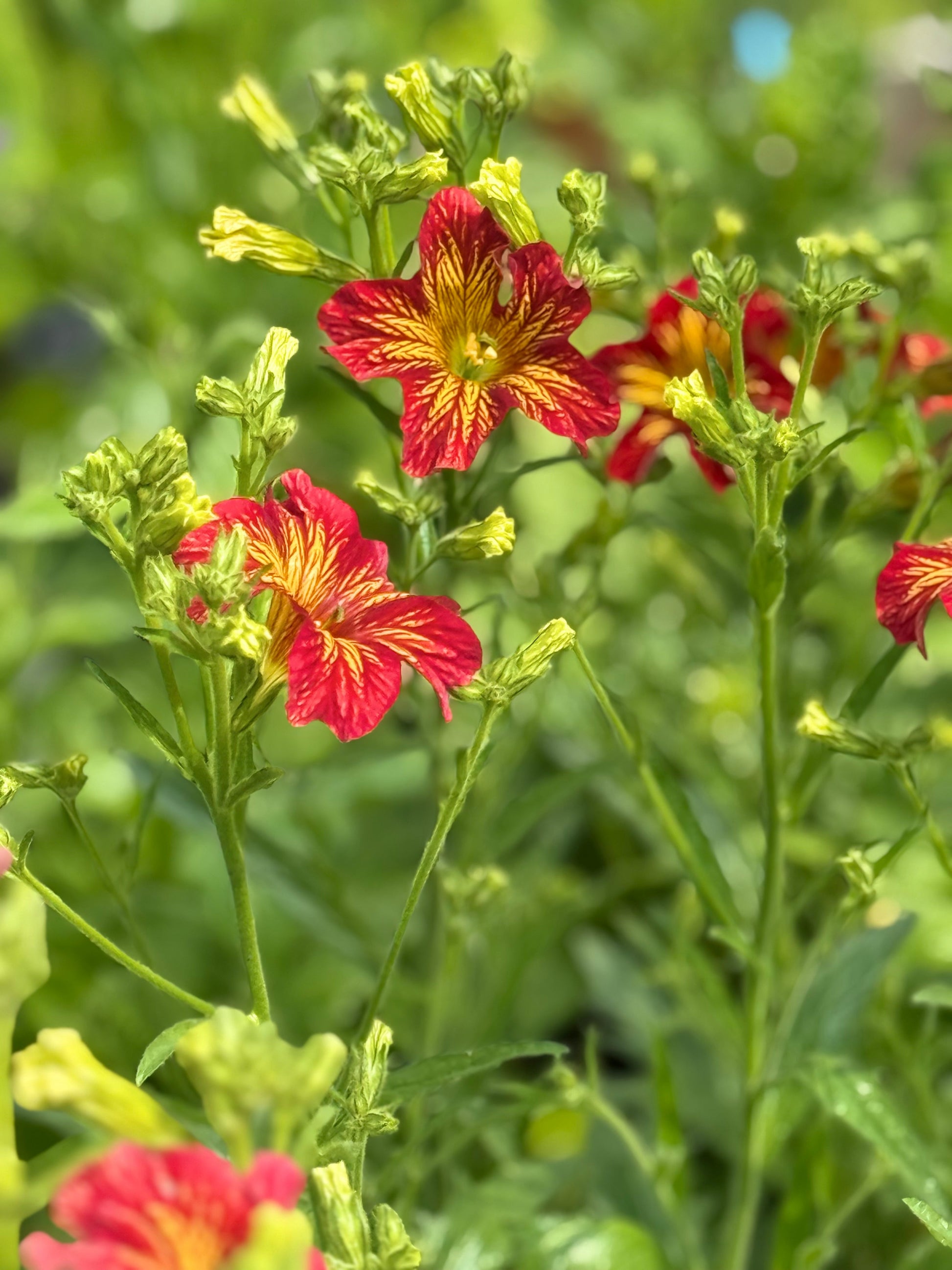 Salpiglossis sinuata Royale Red Bicolor F1 | Velvet Trumpet Flower | Pelleted therapyofflowers.com