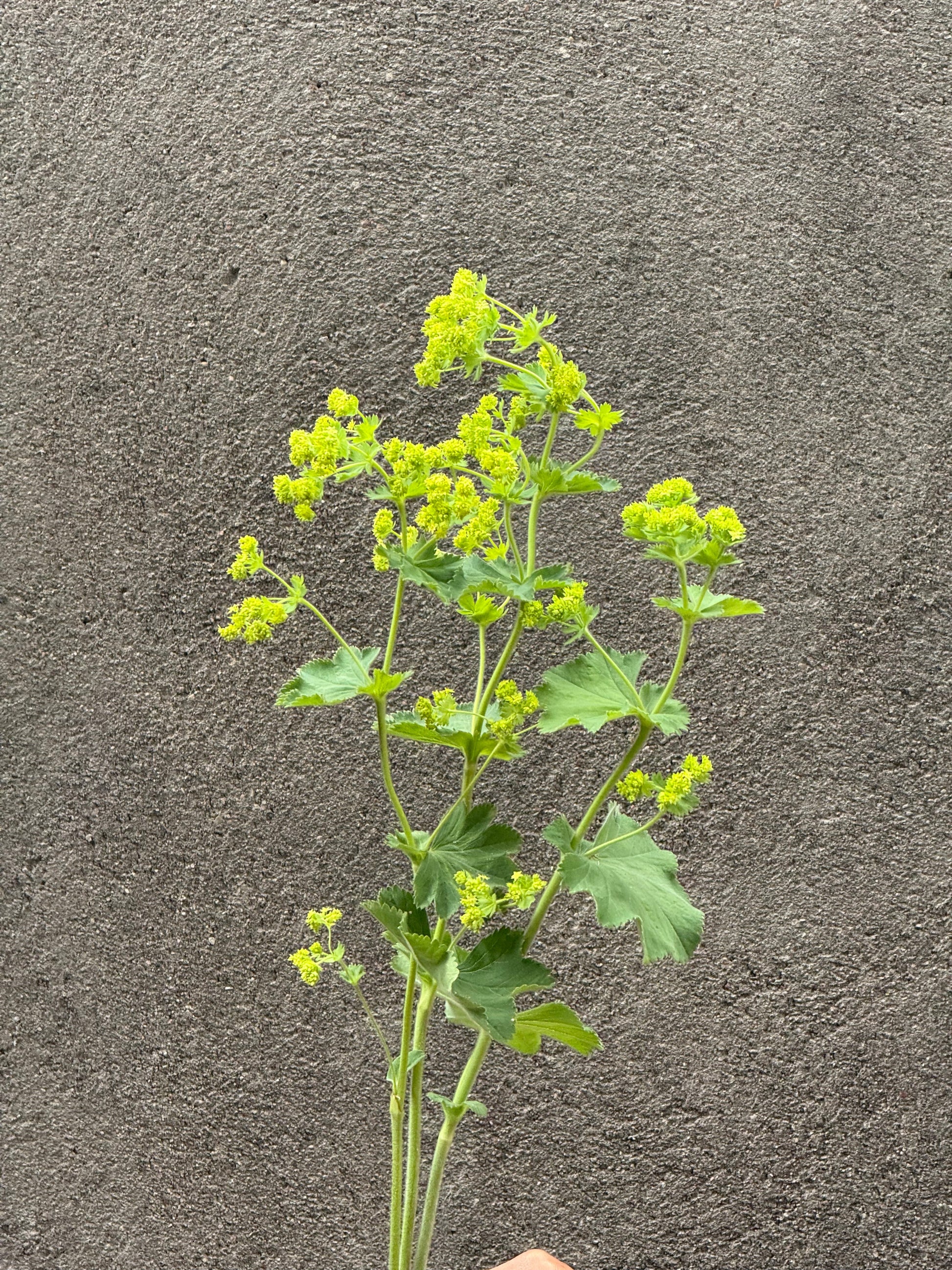 Alchemilla mollis Thriller® | Lady's-mantle therapyofflowers.com