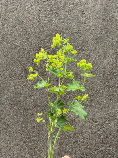 Alchemilla mollis Thriller® | Lady's-mantle therapyofflowers.com