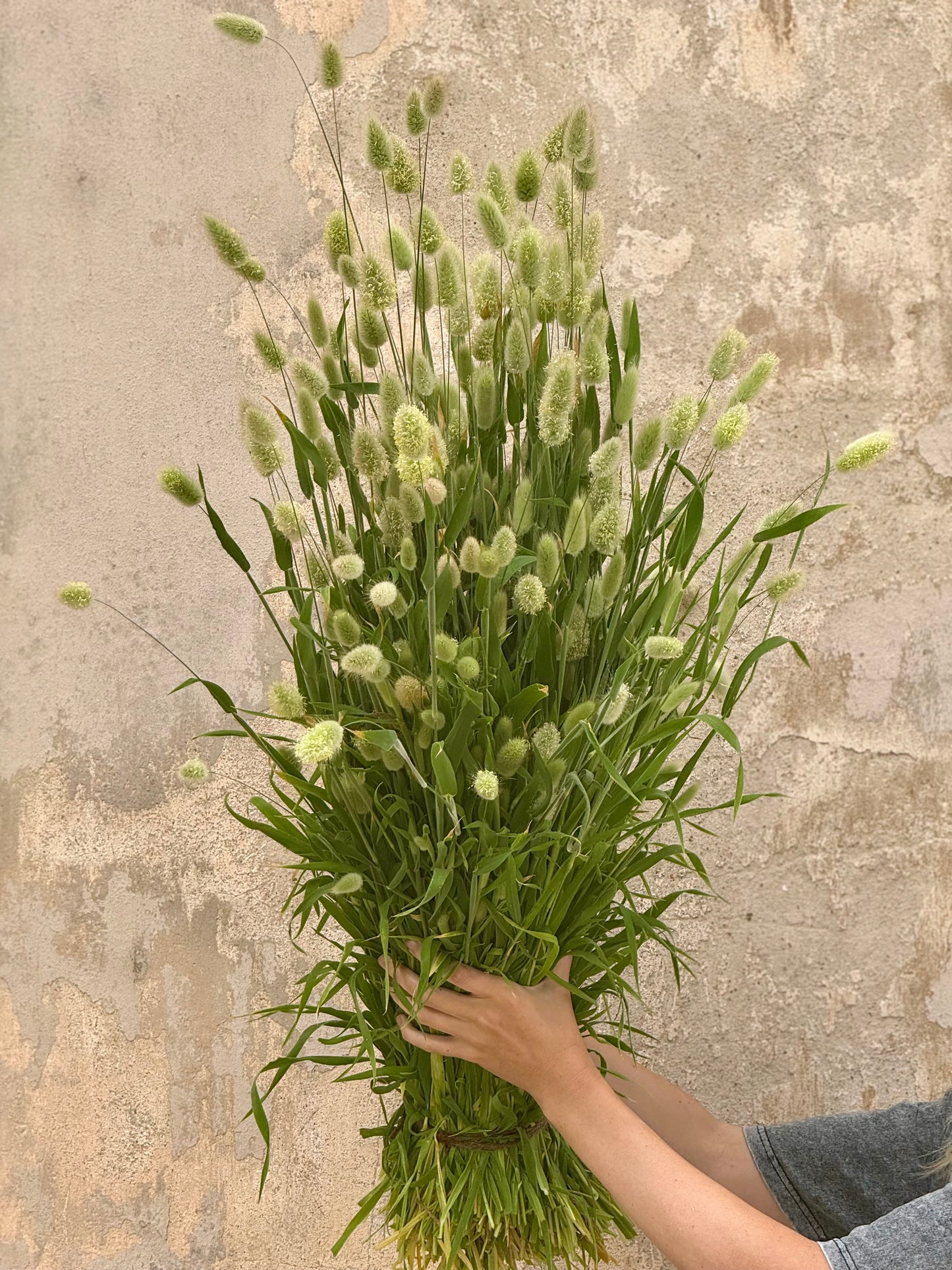 Lagurus ovatus Bunny |  Bunny Tail Grass therapyofflowers.com