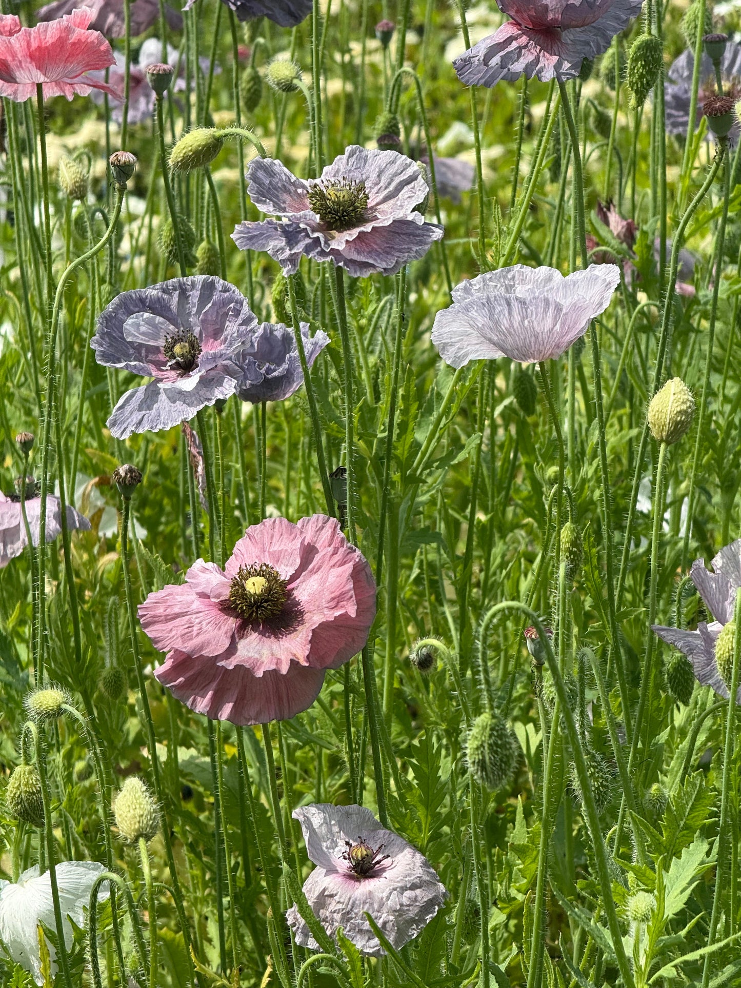 Papaver rhoeas Amazing Grey | Corn Poppy therapyofflowers.com