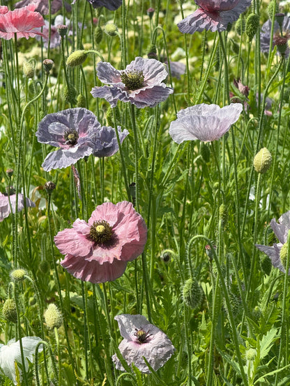 Papaver rhoeas Amazing Grey | Corn Poppy therapyofflowers.com