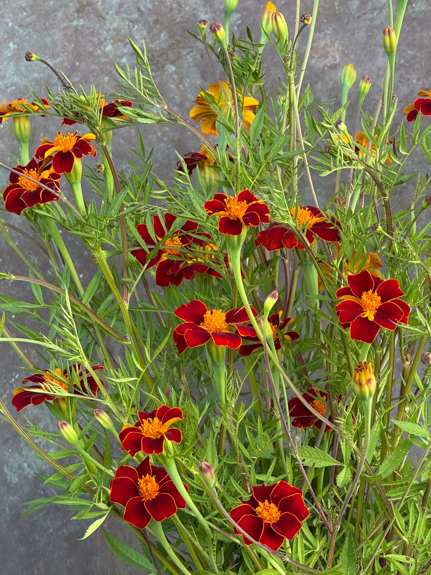 Tagetes patula Linnaeus Burning Embers | French Marigold | Height - 70 cm therapyofflowers.com