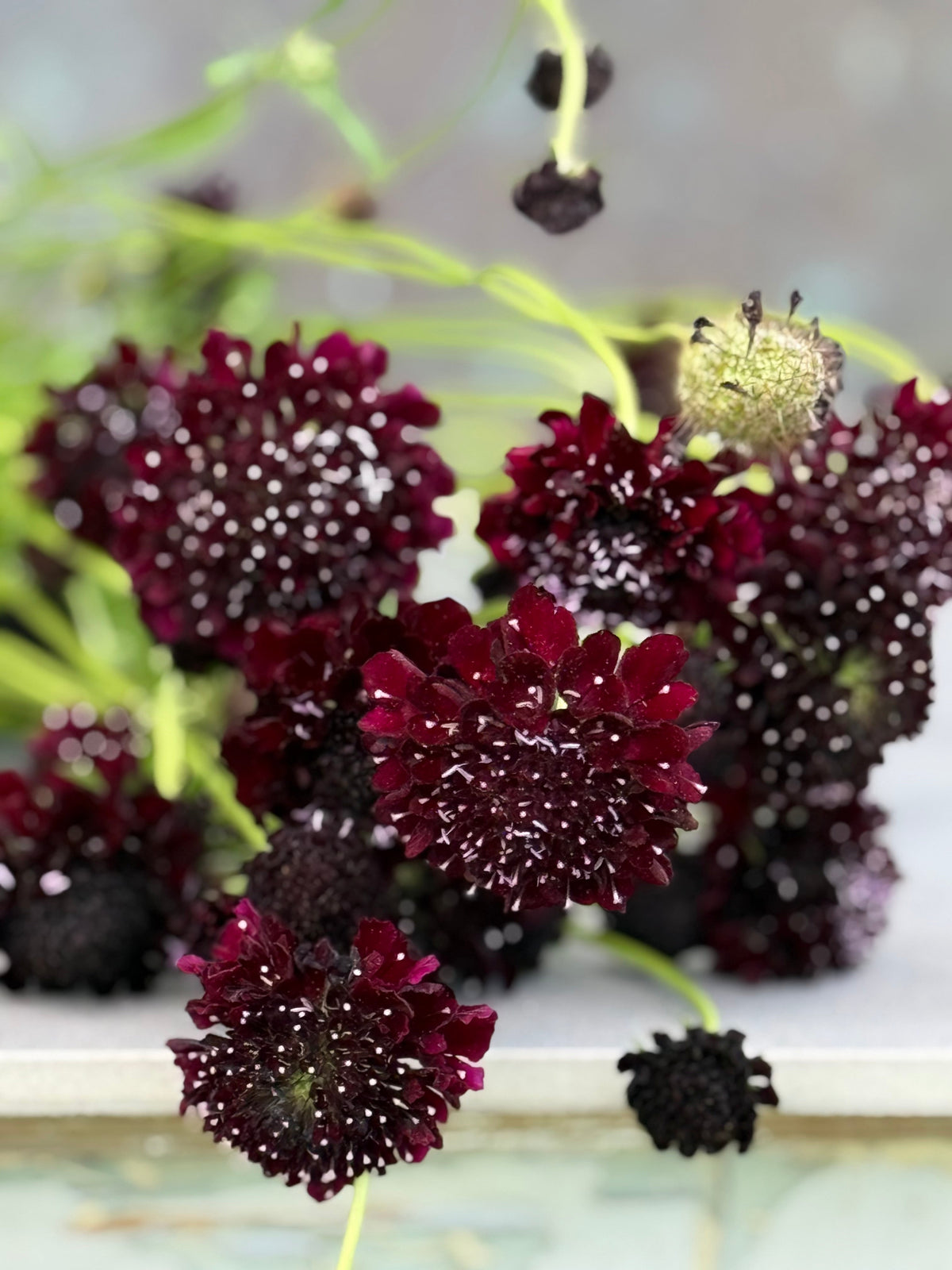 Scabiosa atropurpurea QIS® Black Purple | Sweet Scabious | Pincushion Flower therapyofflowers.com