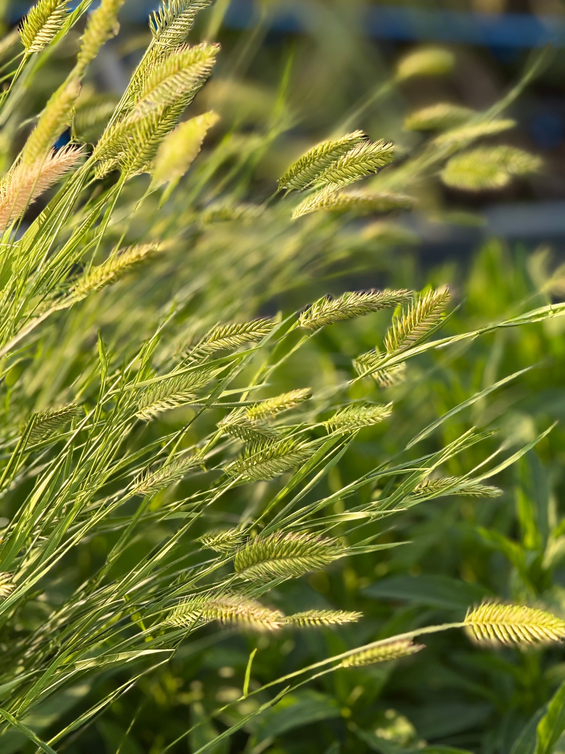 Wangenheimia lima Vulcan | Fine Ornamental Grass therapyofflowers.com