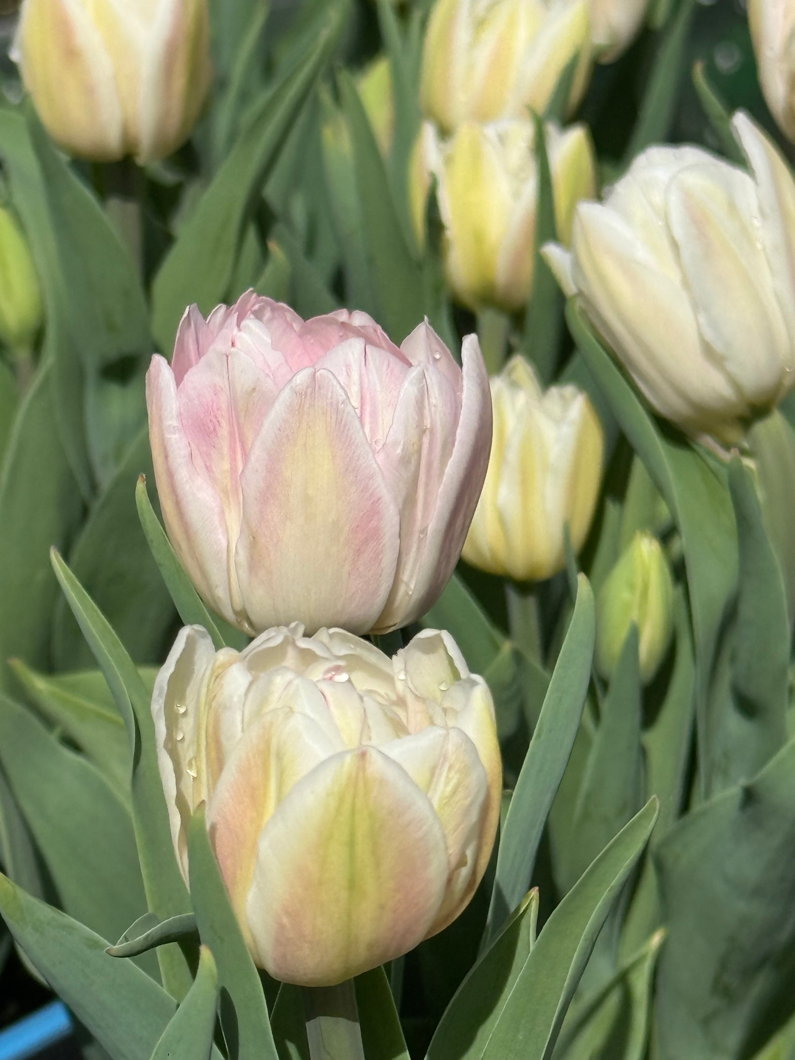 Tulip ‘Foxy Foxtrot’ | Double Early Tulip Bulbs for Cutting & Pots ...