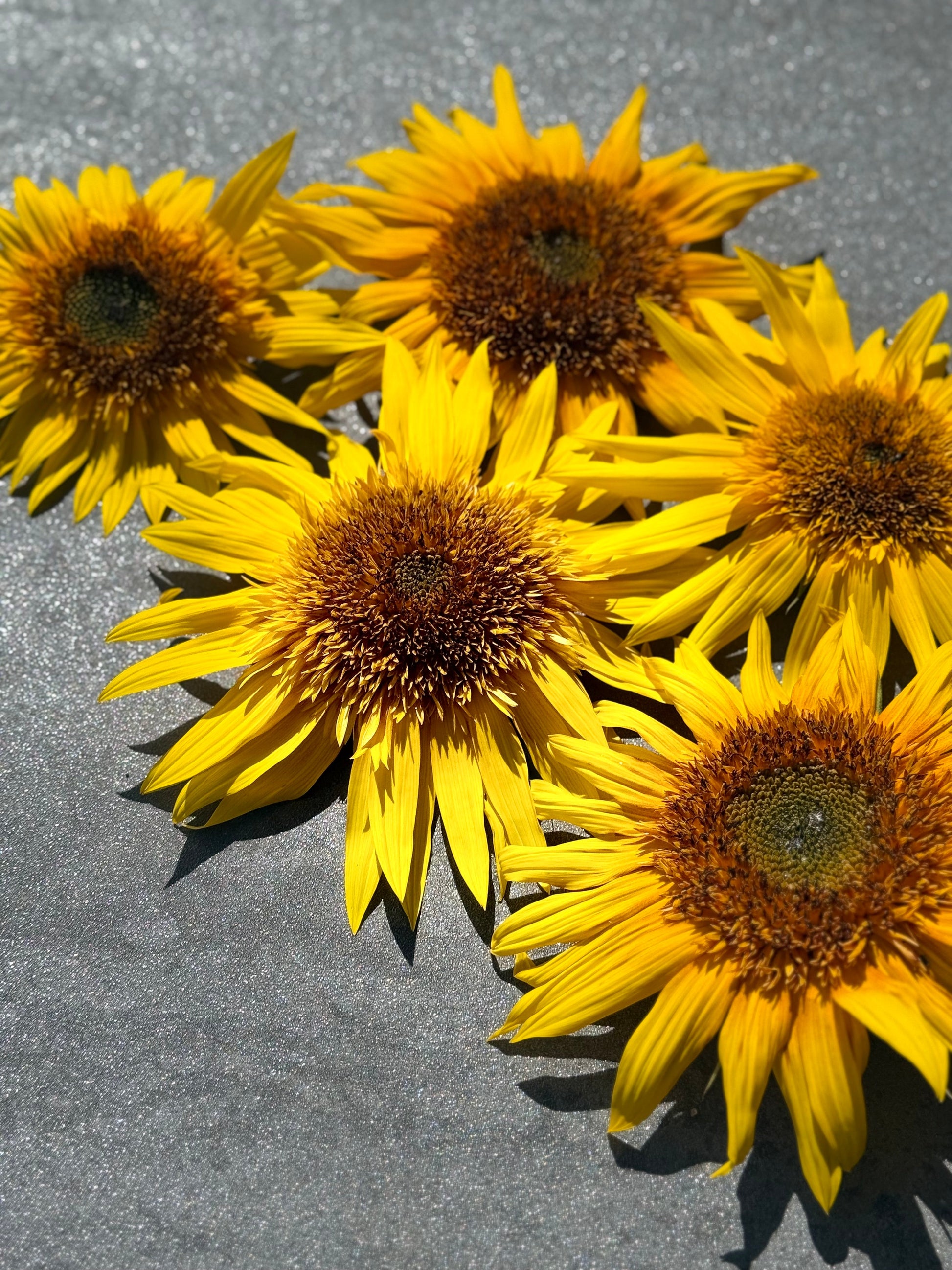 Sunflower Astra Yellow Brown F1 | Helianthus annuus | Multiple blooms on a single stem therapyofflowers.com