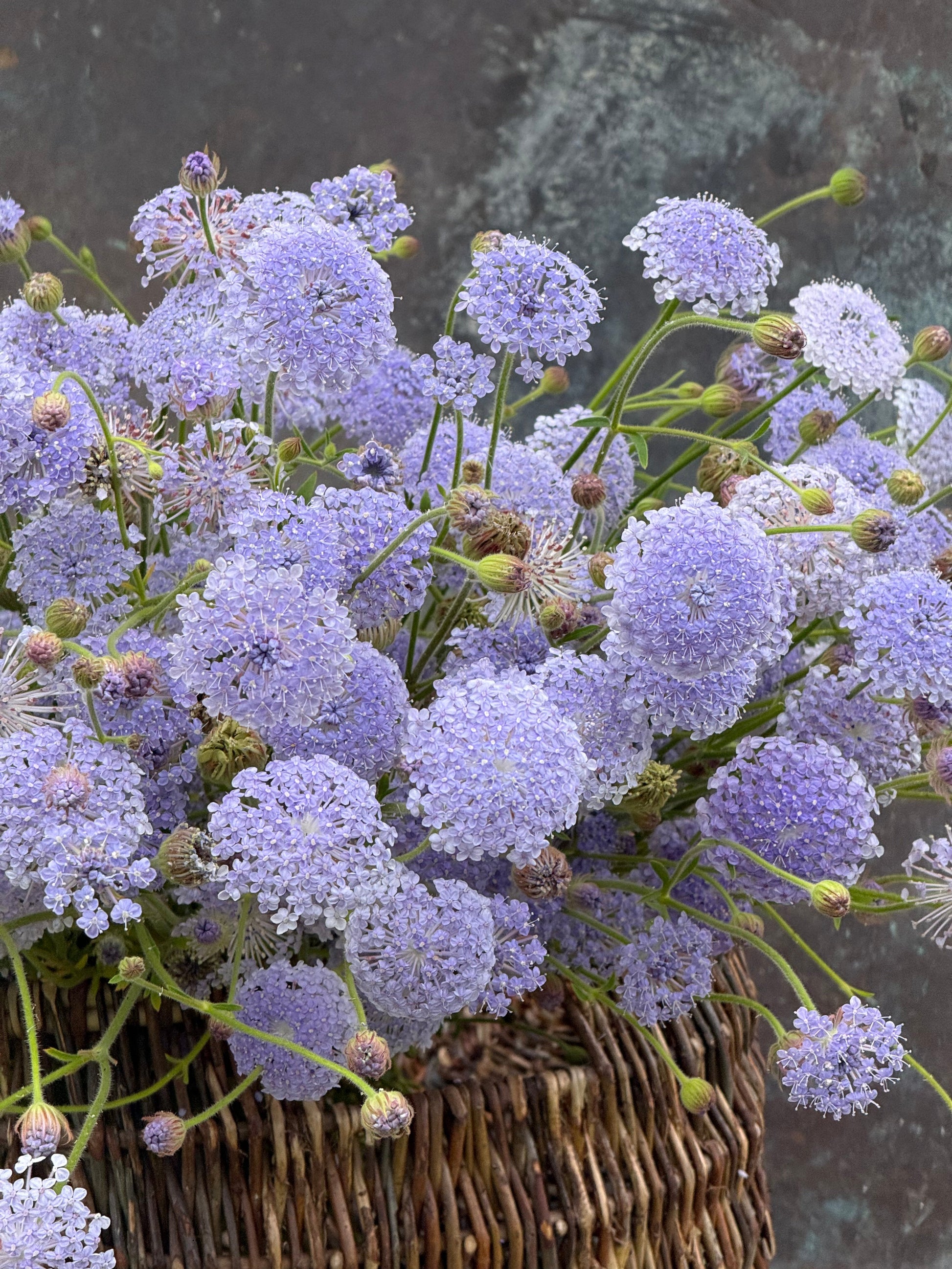 Trachymene coerulea Lavender Blue | Lace Flower | Didiscus therapyofflowers.com