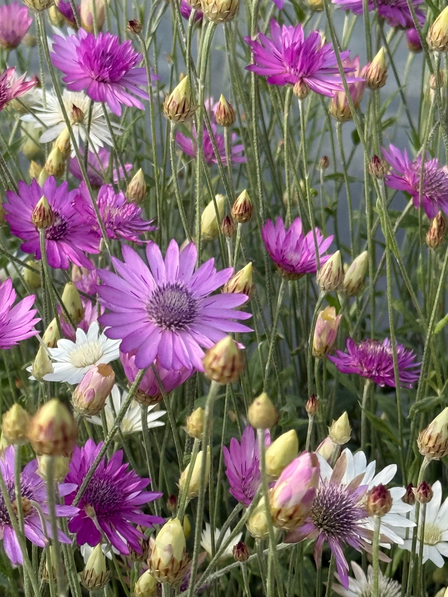 Xeranthemum annuum double Choice Mix | Everlasting Strawflower therapyofflowers.com