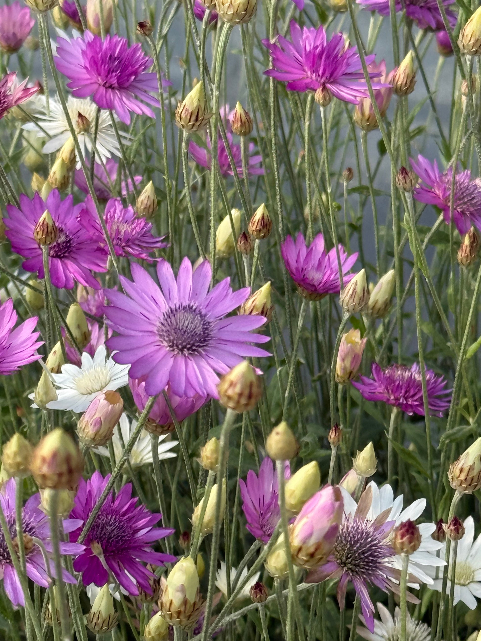 Xeranthemum annuum double Choice Mix | Everlasting Strawflower therapyofflowers.com