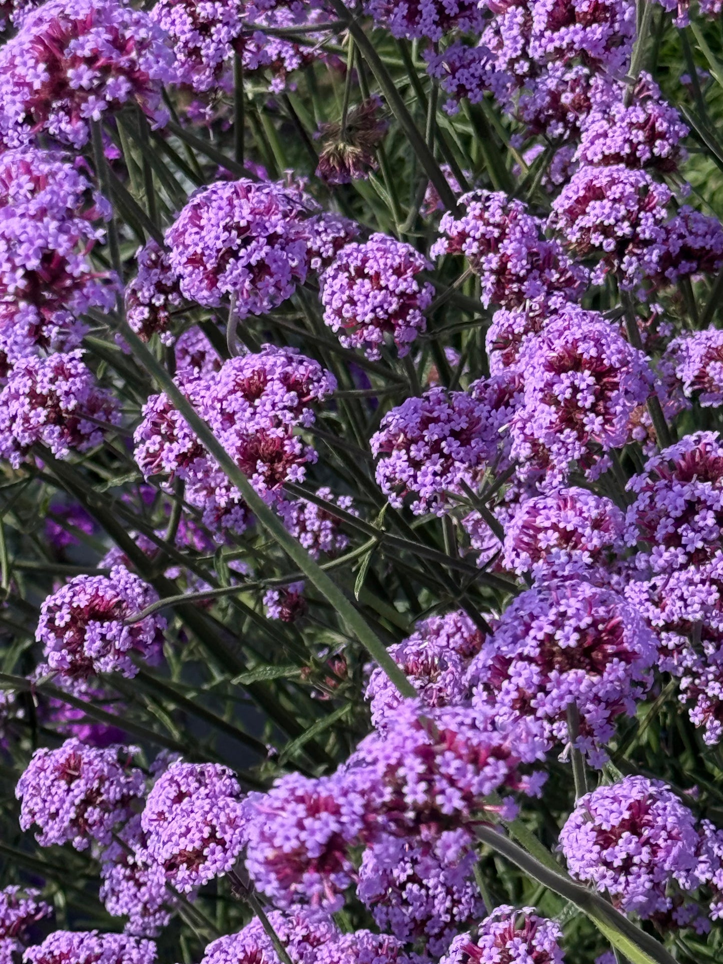 Verbena bonariensis Flair | Purple Vervain | Very Compact therapyofflowers.com