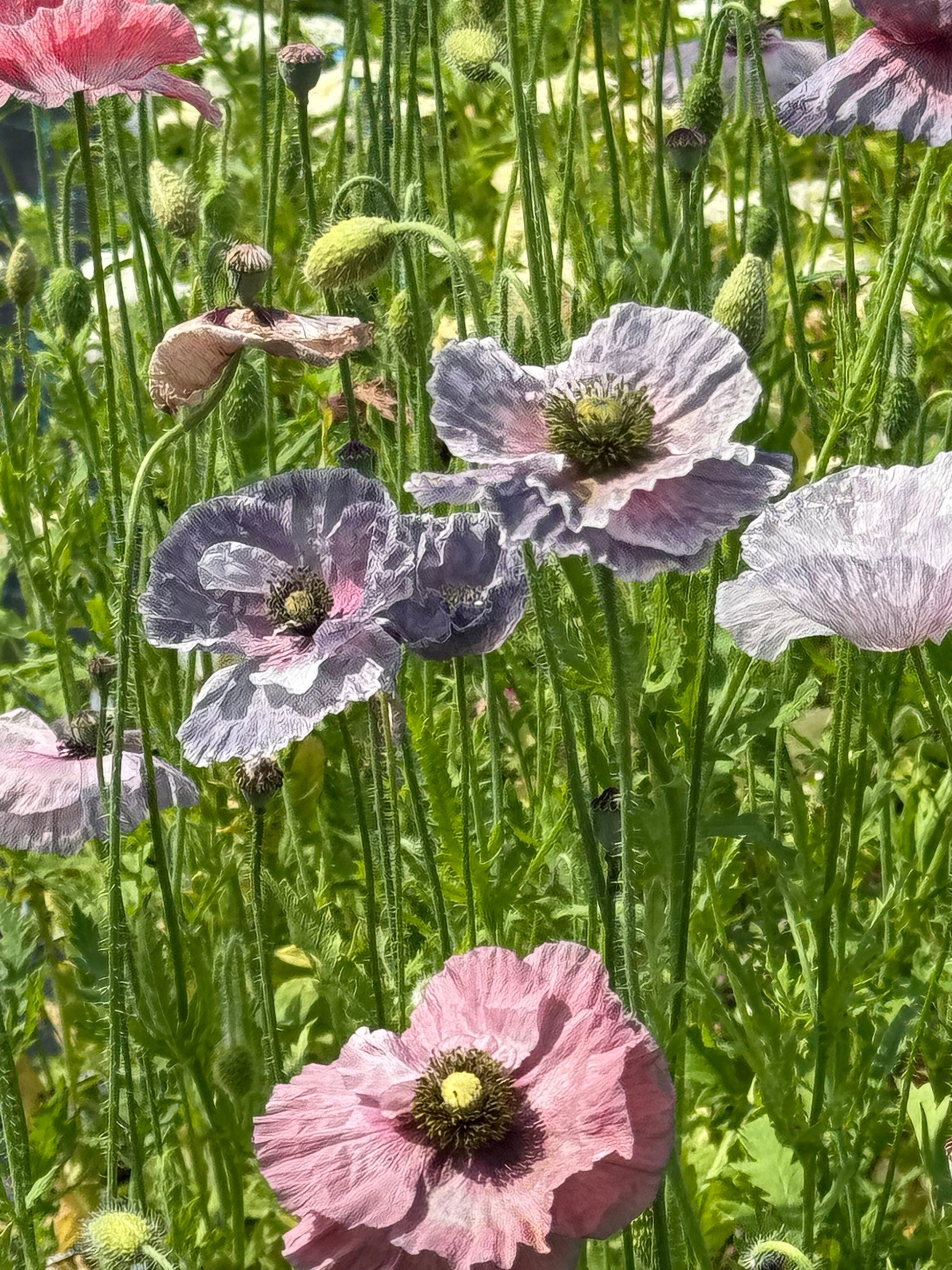 Papaver rhoeas Amazing Grey | Corn Poppy therapyofflowers.com
