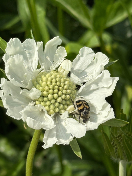 Scabiosa caucasica Fama® White | Pincushion Flower | Cut Flower therapyofflowers.com