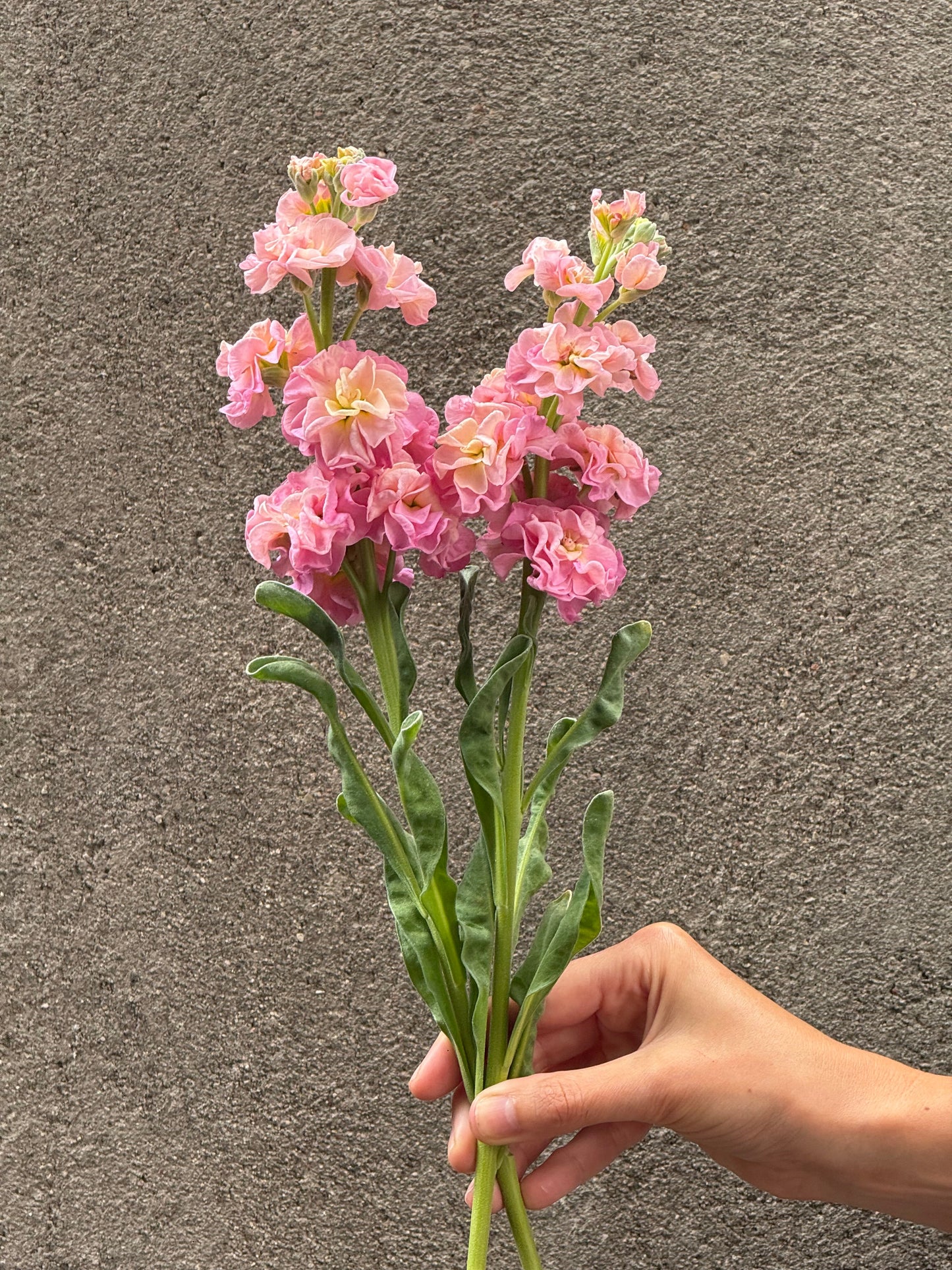 Matthiola incana StoX® Champagne | Stock therapyofflowers.com
