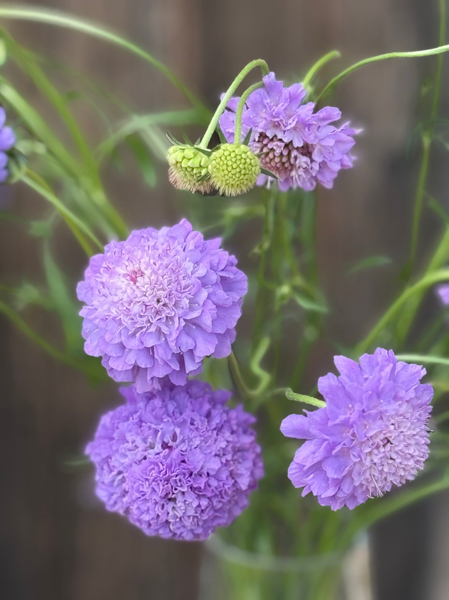Scabiosa atropurpurea Oxford Blue | Sweet Scabious | Pincushion Flower therapyofflowers.com
