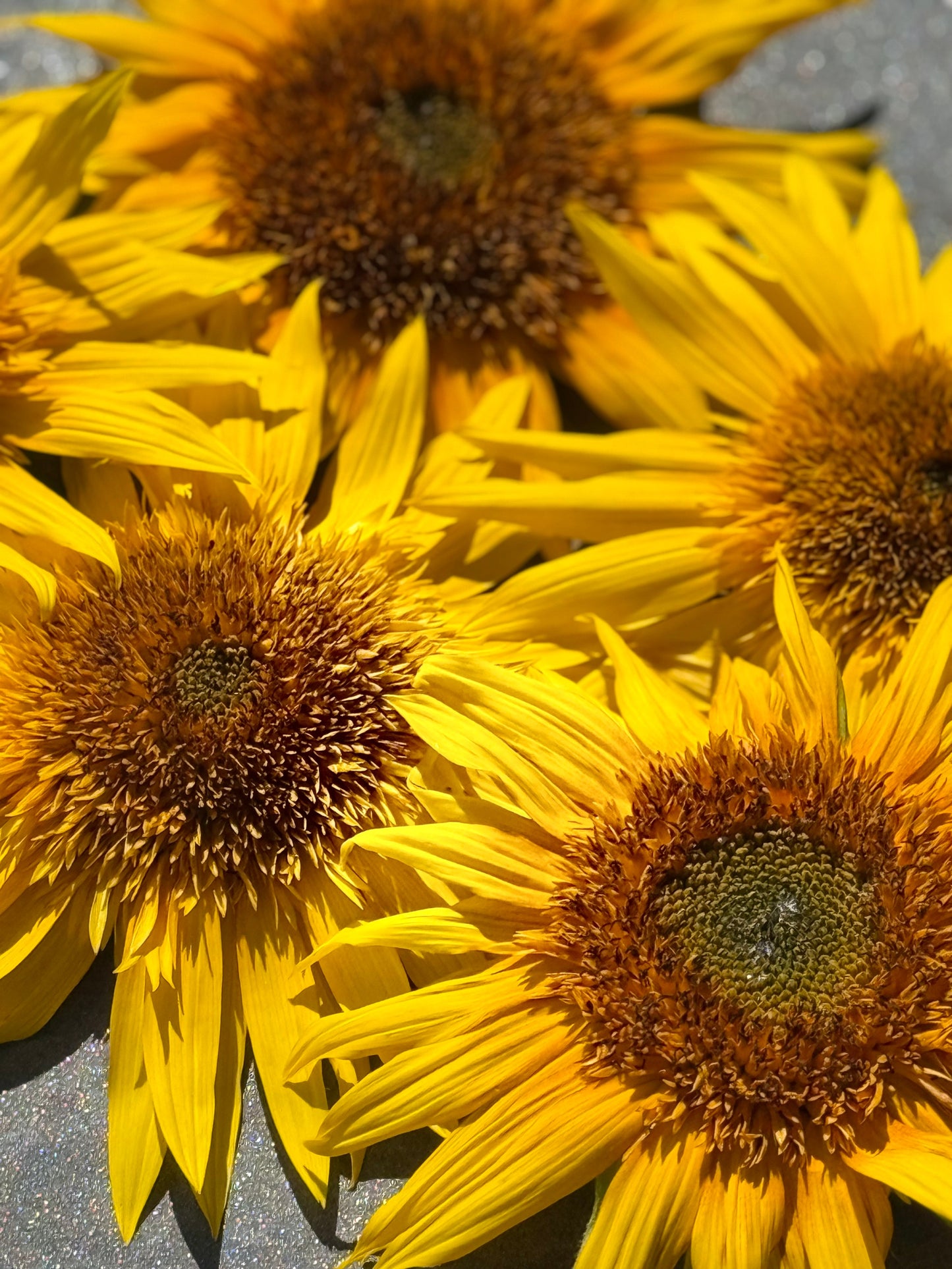 Sunflower Astra Yellow Brown F1 | Helianthus annuus | Multiple blooms on a single stem therapyofflowers.com
