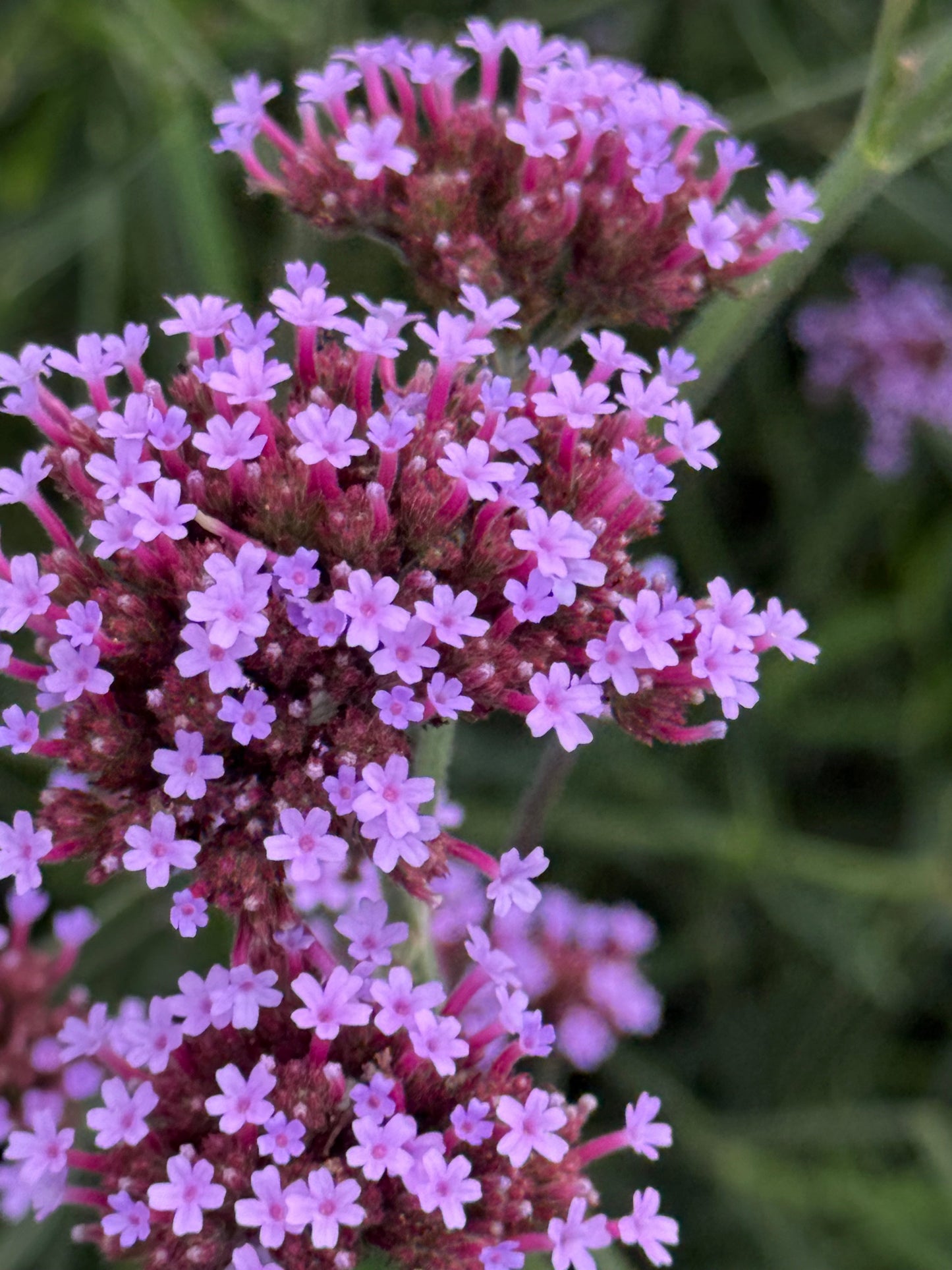 Verbena bonariensis Flair | Purple Vervain | Very Compact therapyofflowers.com