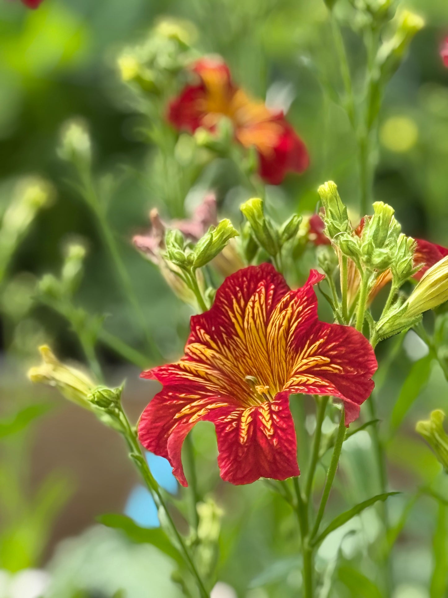 Salpiglossis sinuata Royale Red Bicolor F1 | Velvet Trumpet Flower | Pelleted therapyofflowers.com