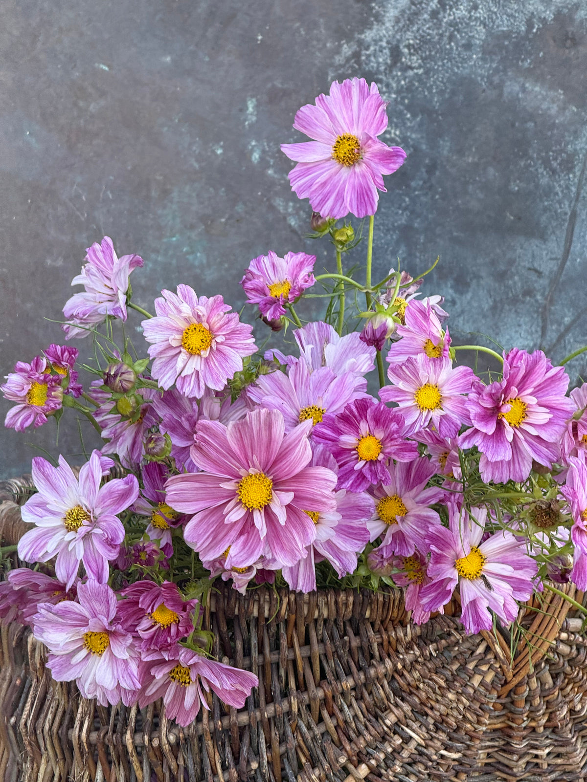 Cosmos bipinnatus Rosetta | For Arranging and Wedding work therapyofflowers.com