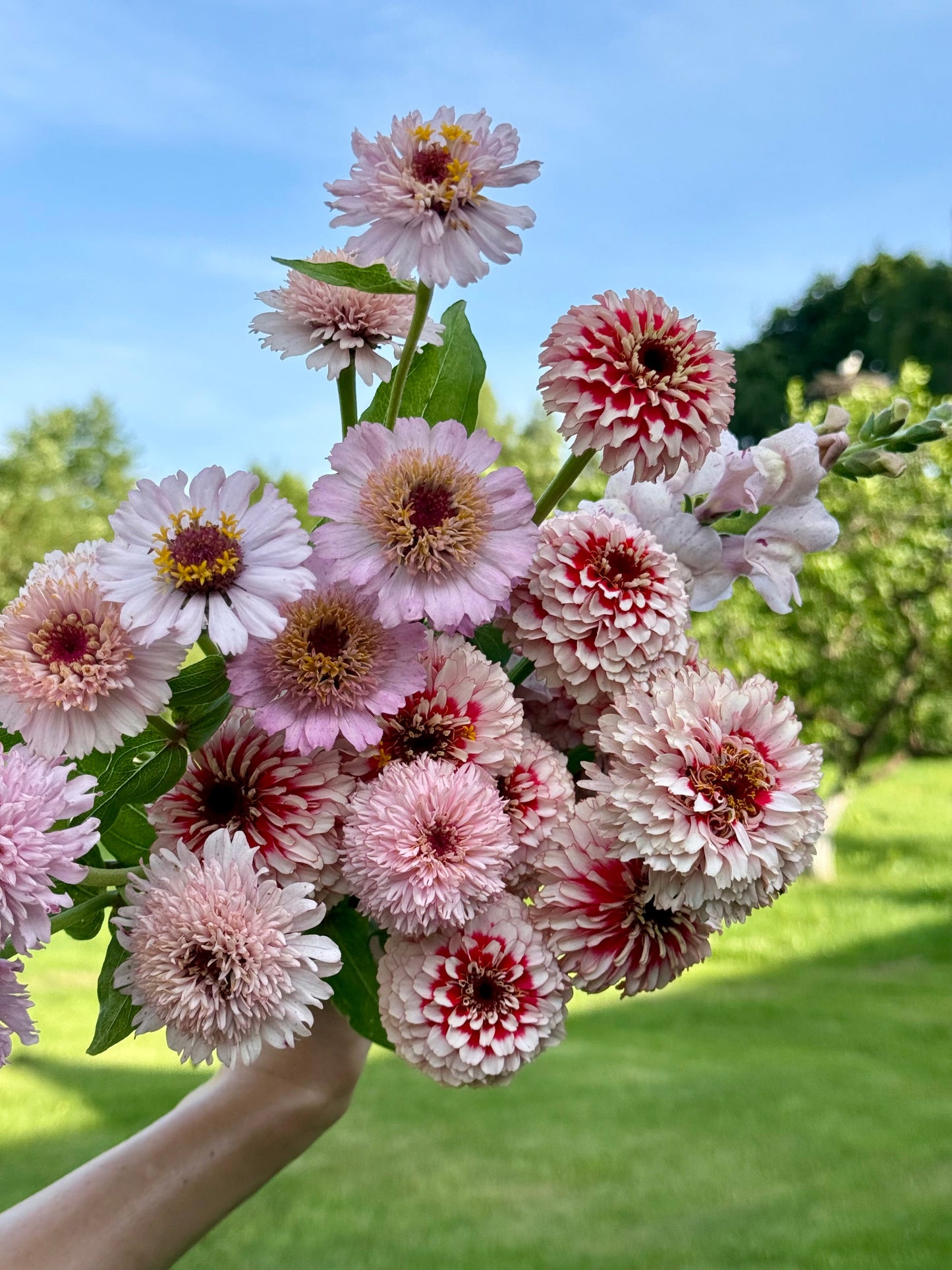 Zinnia elegans Zinderella Fizz | Scabiosa-Flowered Zinnia therapyofflowers.com