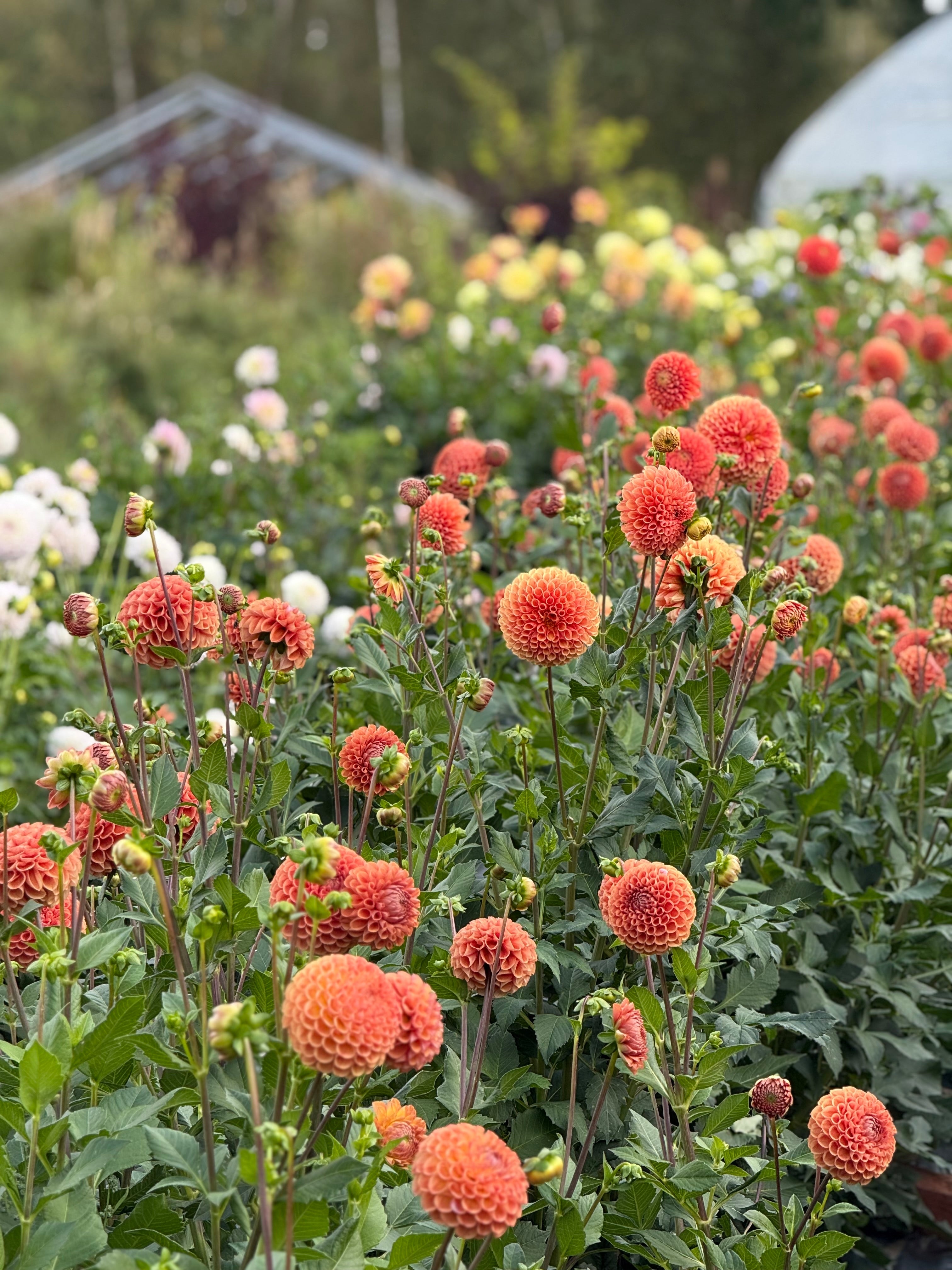 Rady ブリリアンフラワーオフショル Dahlia 'Cornel' Tuber – Crimson Ball Dahlia | Bred by Cor