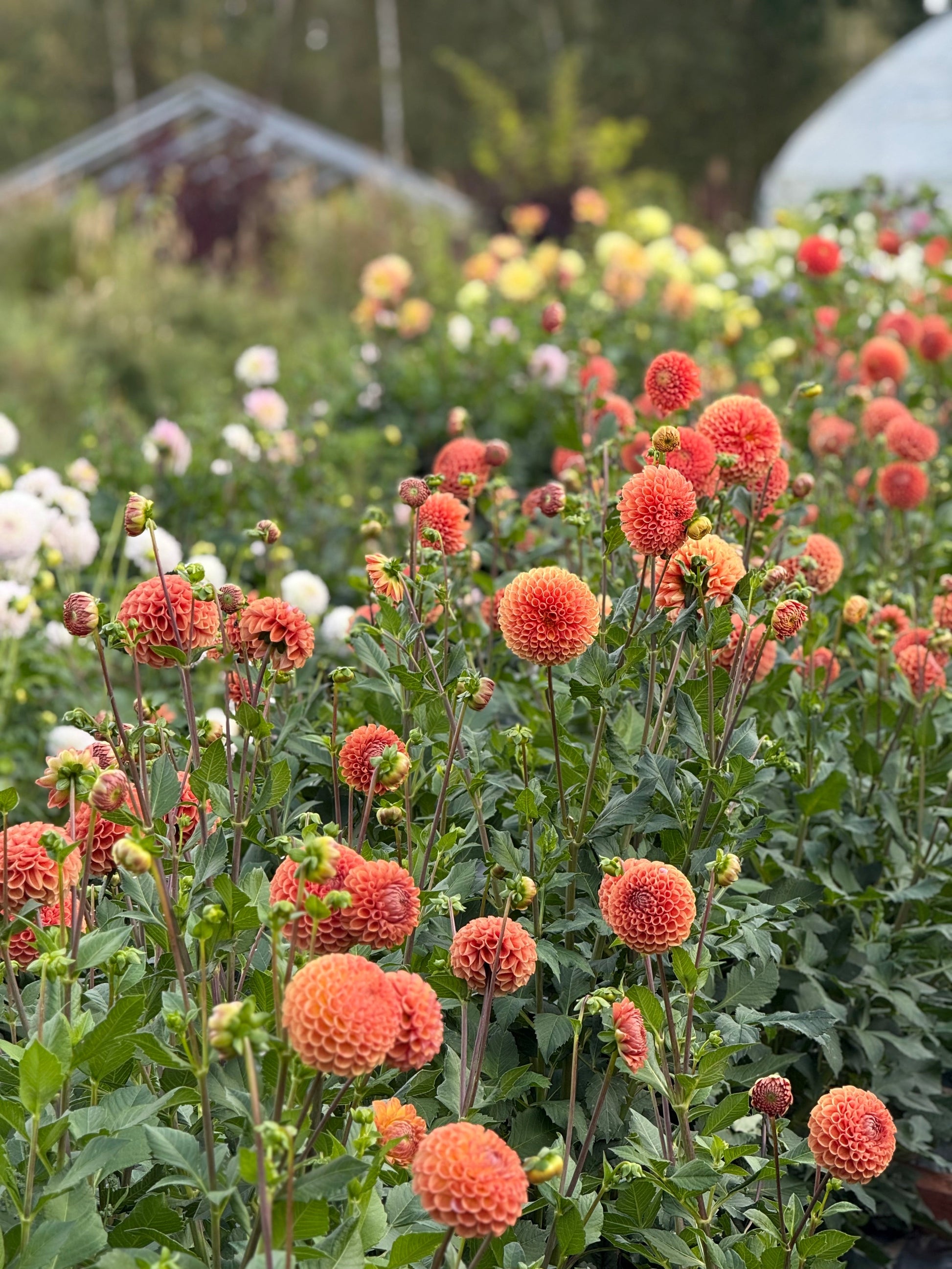 Dahlia Cornel Bronze | Top Cut Flower Variety therapyofflowers.com