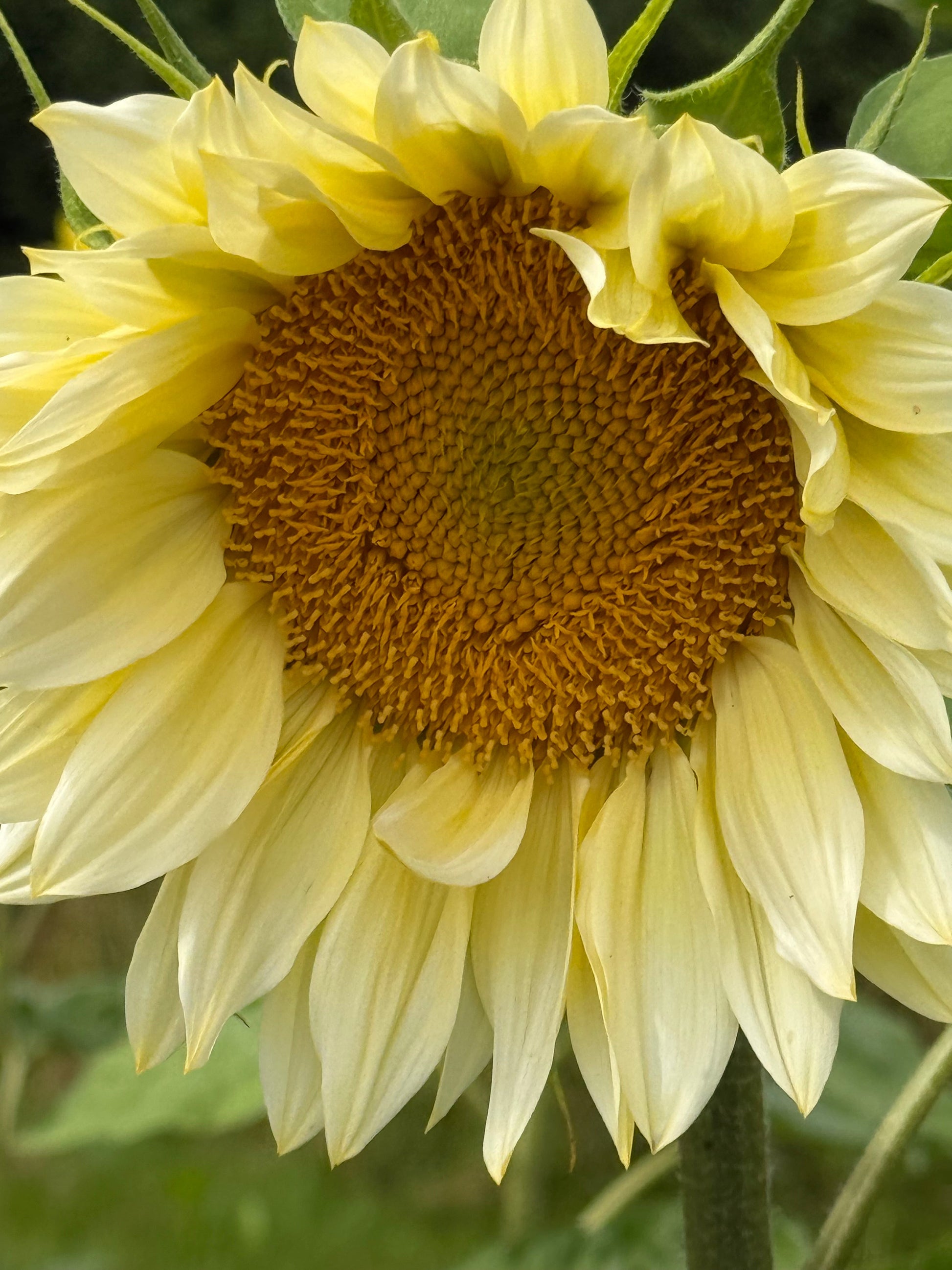 Sunflower ProCut® White Lite F1 | Helianthus annuus therapyofflowers.com