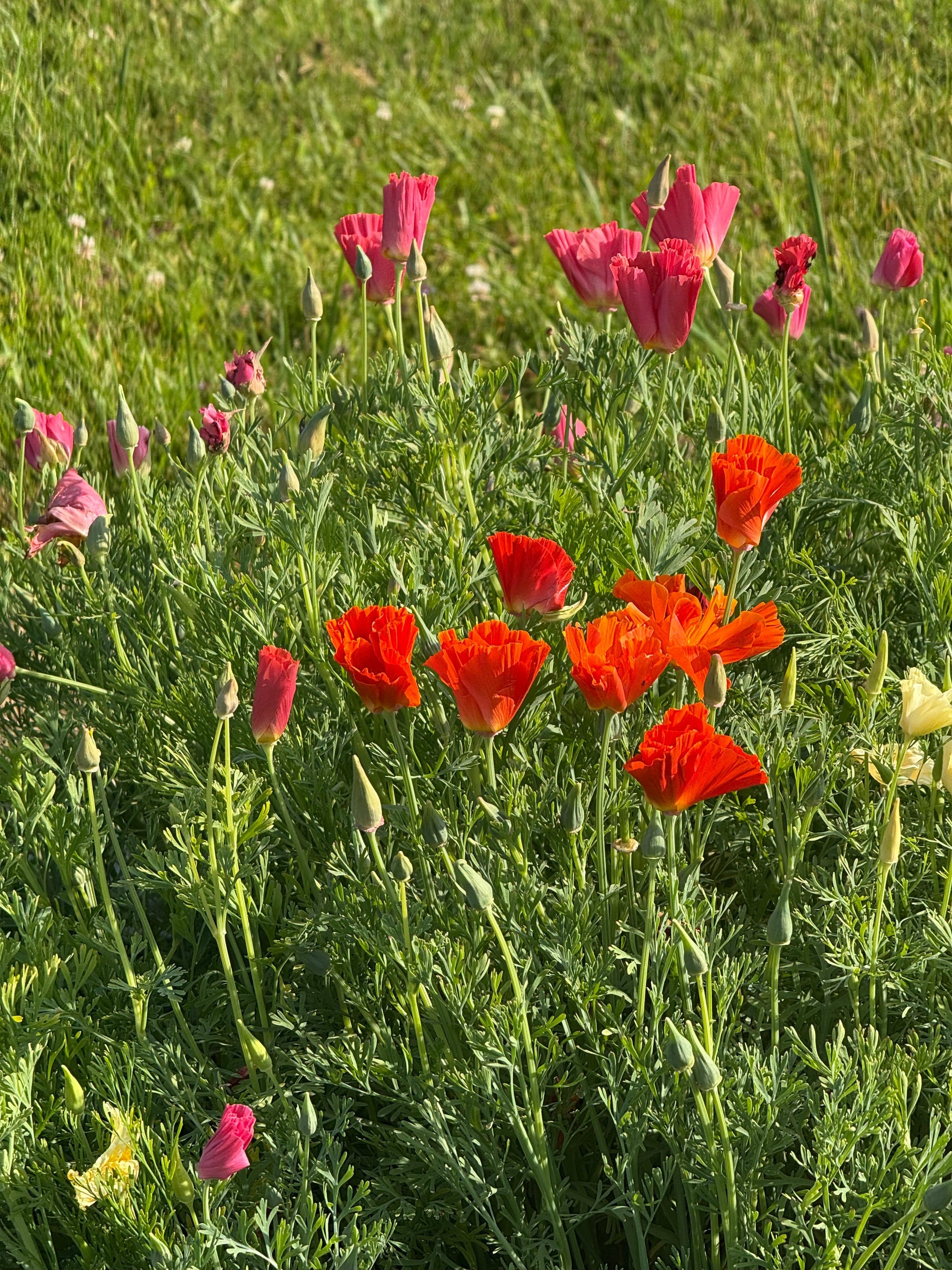 Eschscholzia californica Thai Silk Mixture | California Poppy therapyofflowers.com