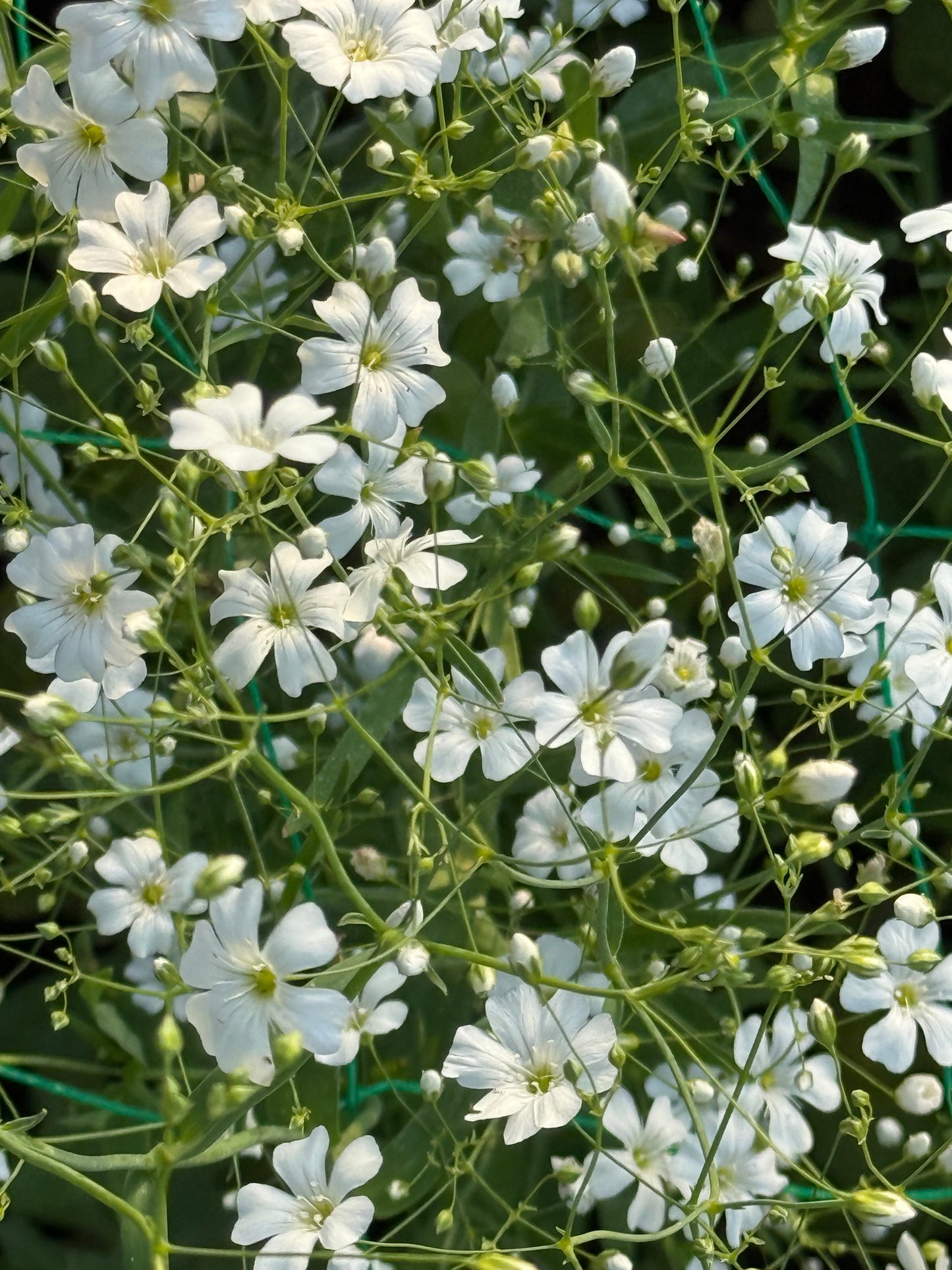 Gypsophila elegans Covent Garden | Annual Baby’s Breath therapyofflowers.com