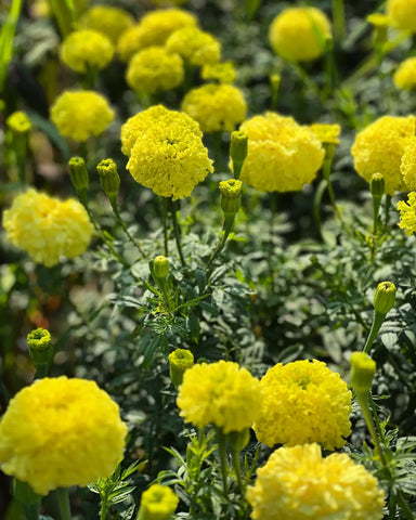 Top 10 Easy-to-Grow Cut Flowers for Your Garden
