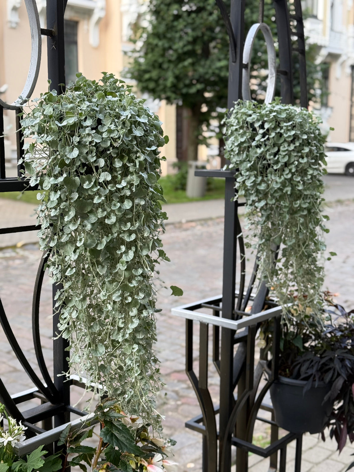 Dichondra argentea Silver Surfer™ | Silver ponysfoot therapyofflowers.com