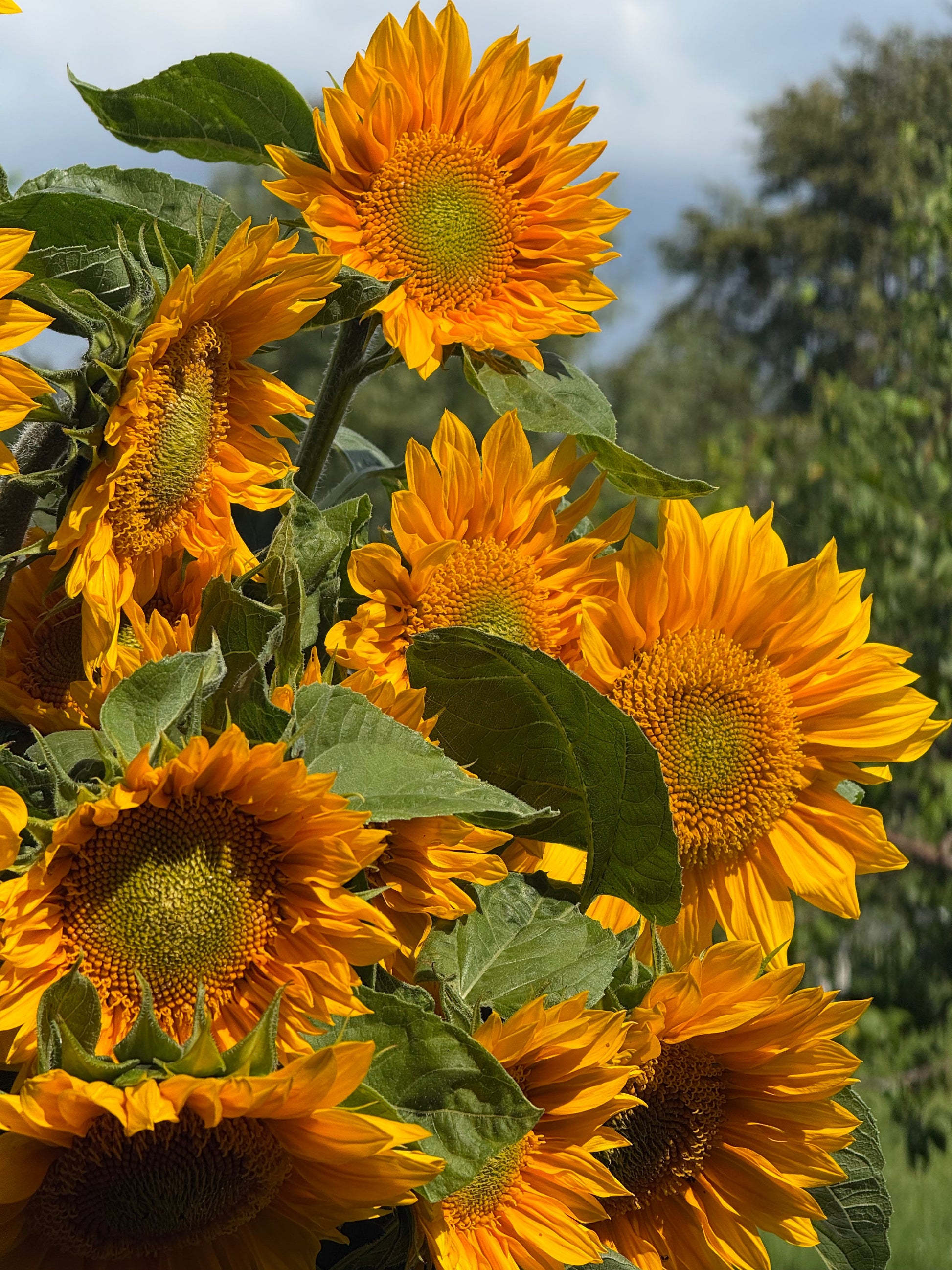 Sunflower ProCut® Gold Lite DMR F1 | Helianthus annuus therapyofflowers.com