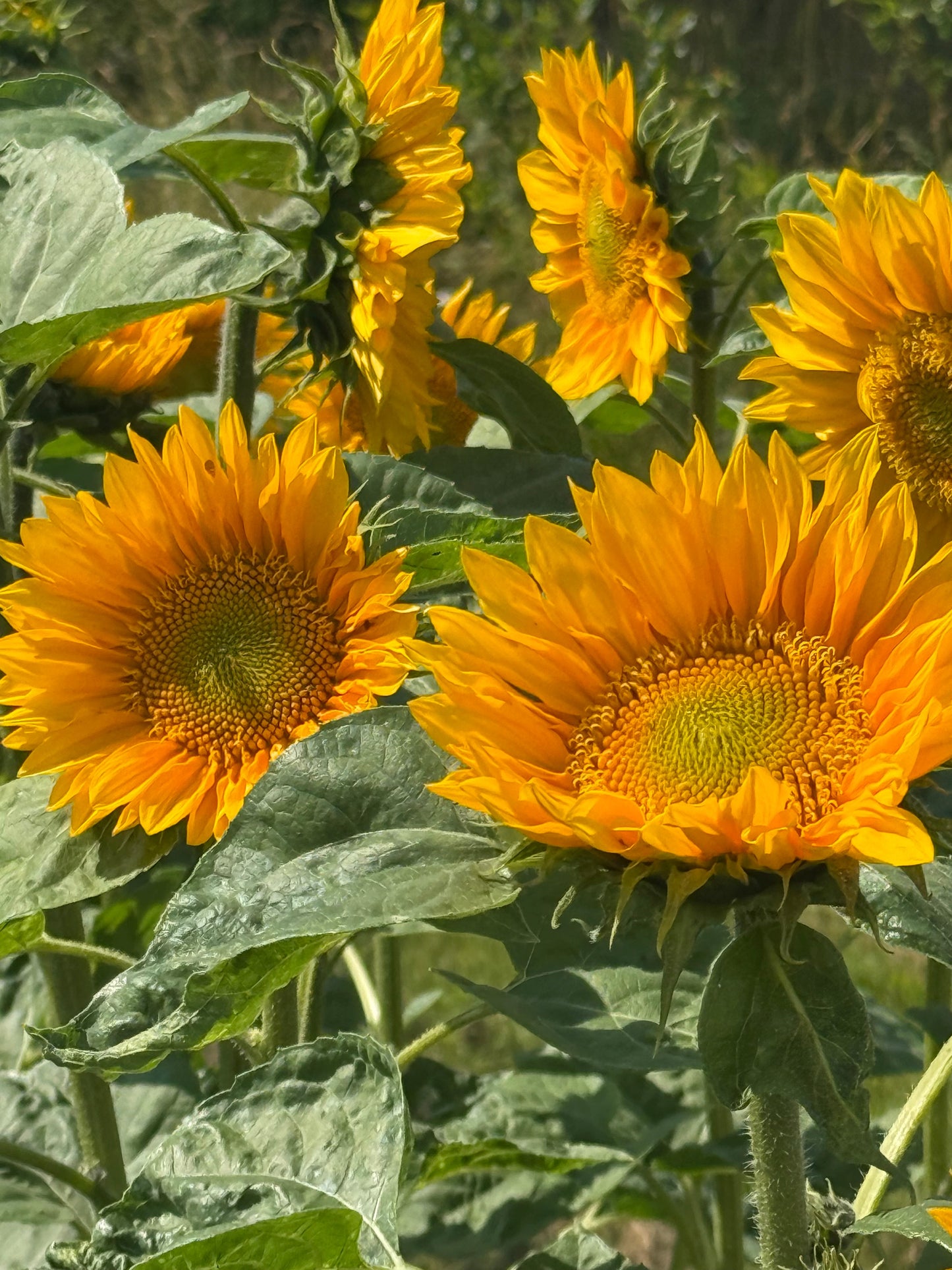 Sunflower ProCut® Gold Lite DMR F1 | Helianthus annuus therapyofflowers.com