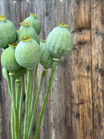 Papaver somniferum Bowling Ball | Breadseed Poppies therapyofflowers.com