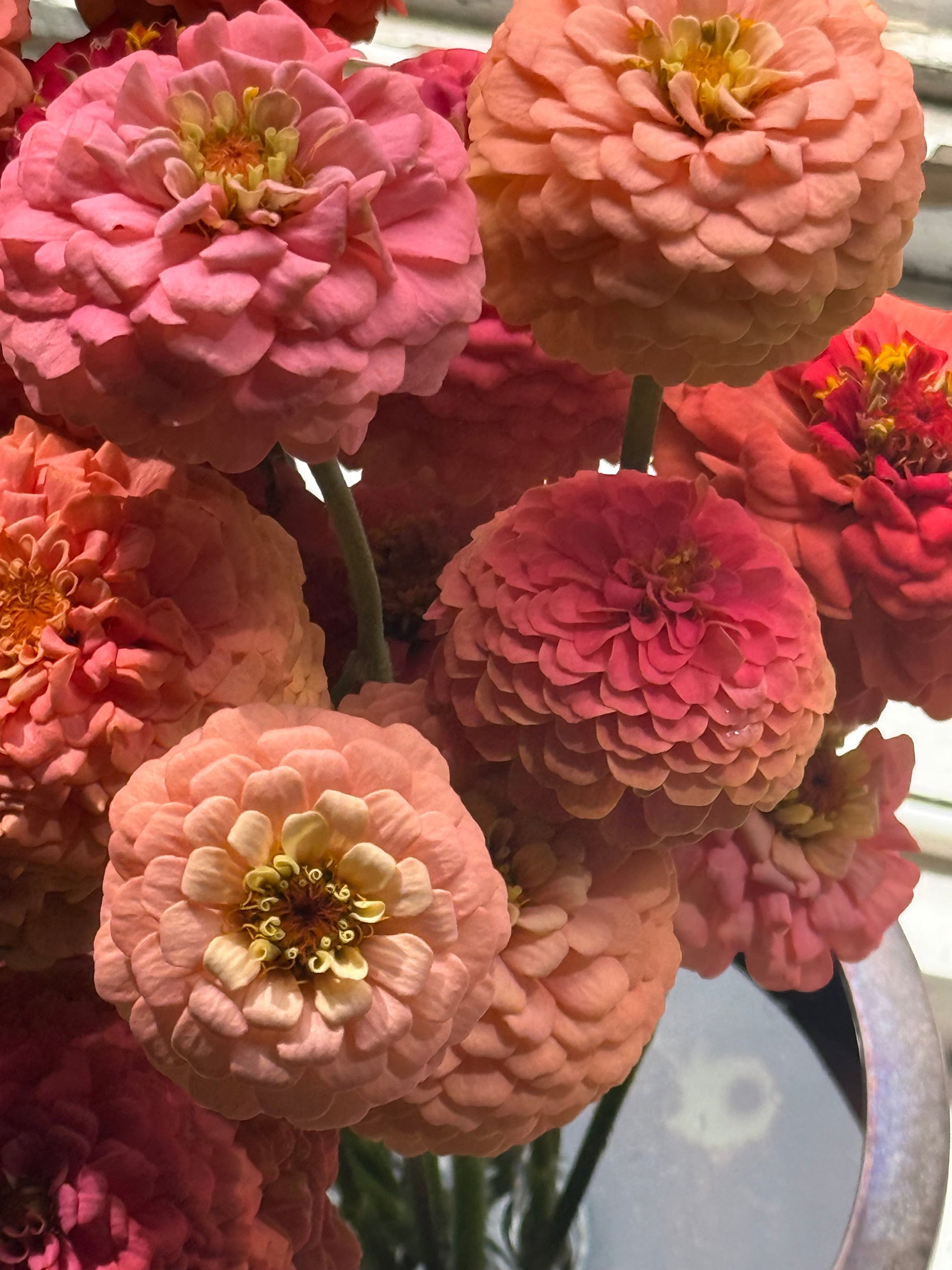 Zinnia elegans OKLAHOMA Salmon | Cut Flower Zinnia therapyofflowers.com
