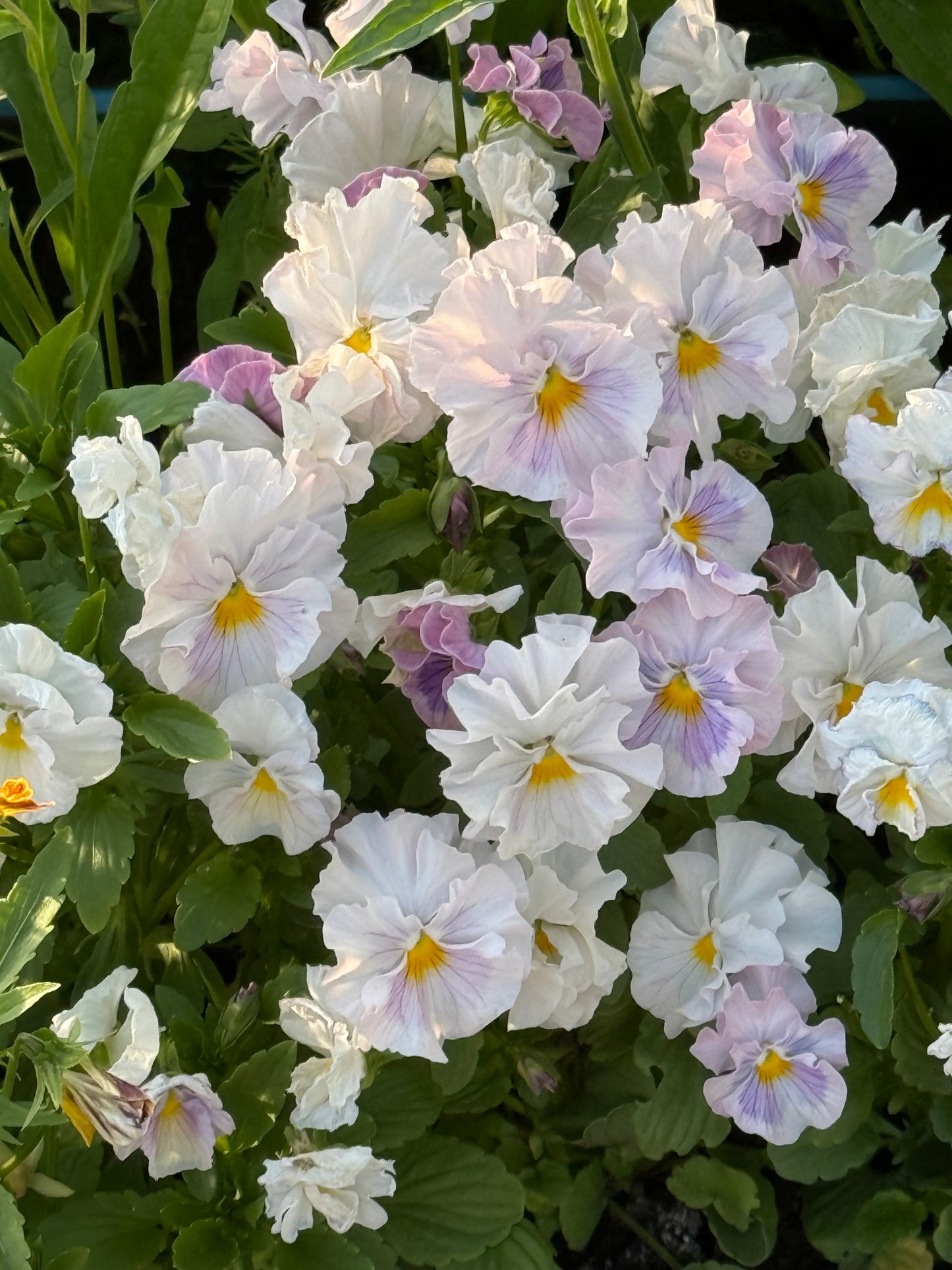 Viola x wittrockiana Flamenco Soft Azure Limonetto F1 | Pansy therapyofflowers.com