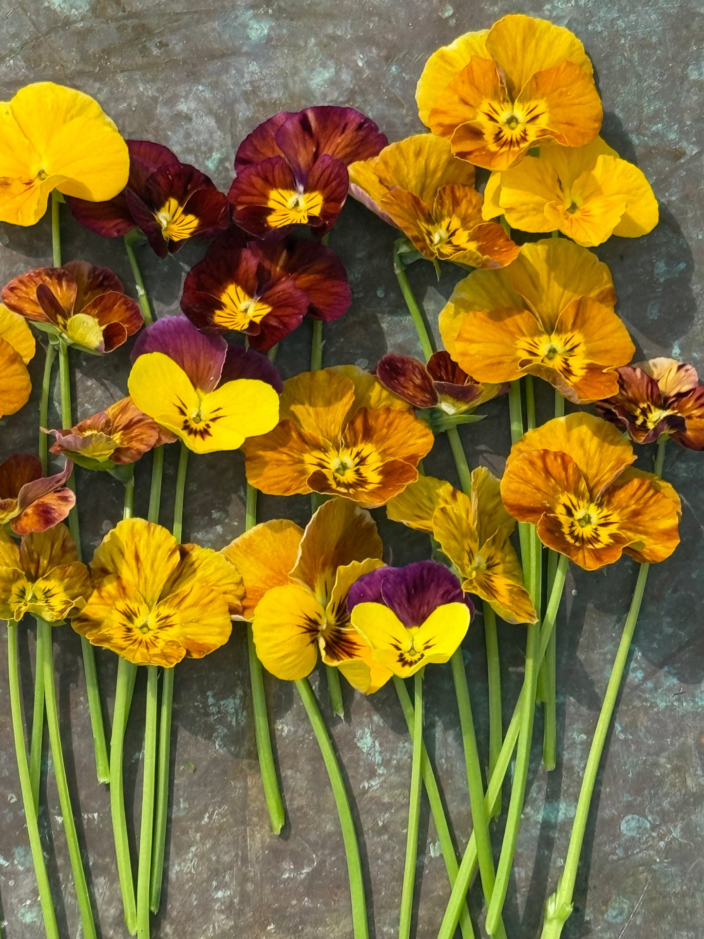 Viola cornuta Brush Strokes | Horned Pansy | Historic Striped Violas therapyofflowers.com
